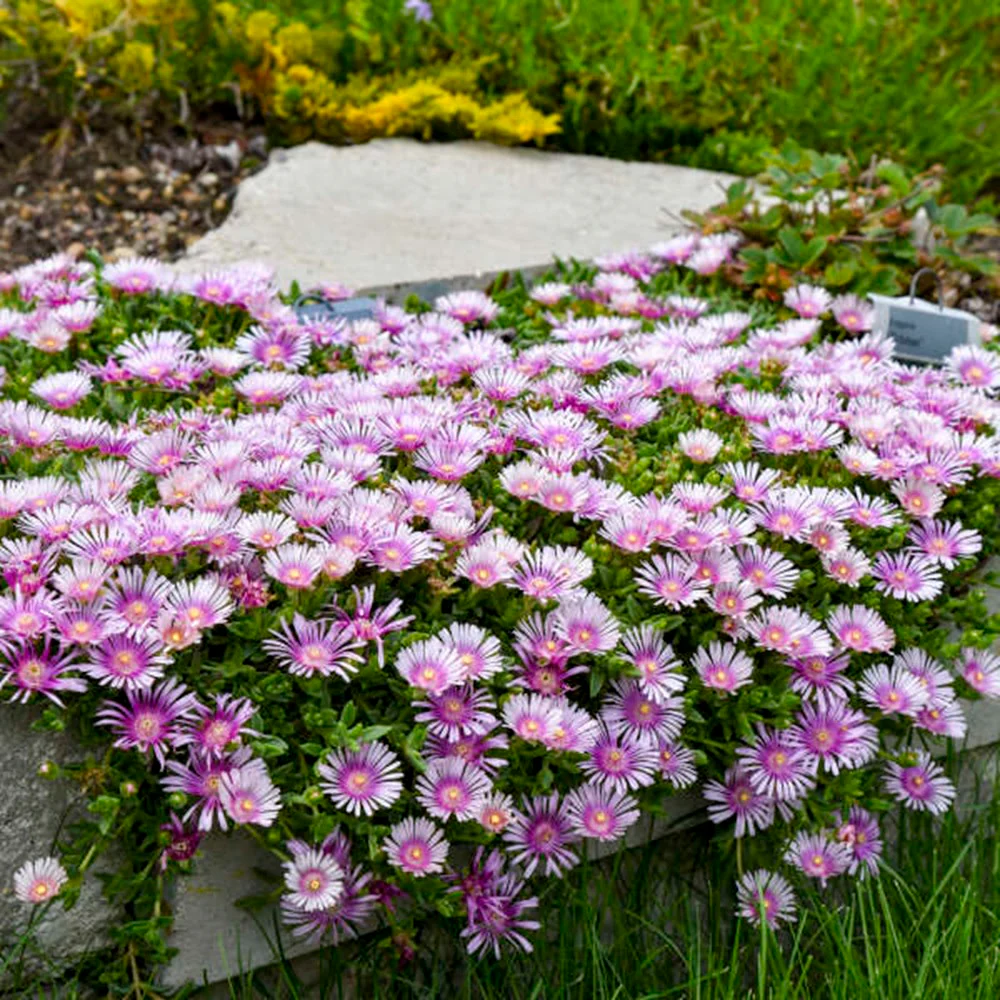 Kaleidoscope™ 'Pink Radiance' Hardy Ice Plant (Delosperma hybrid) - Image 6