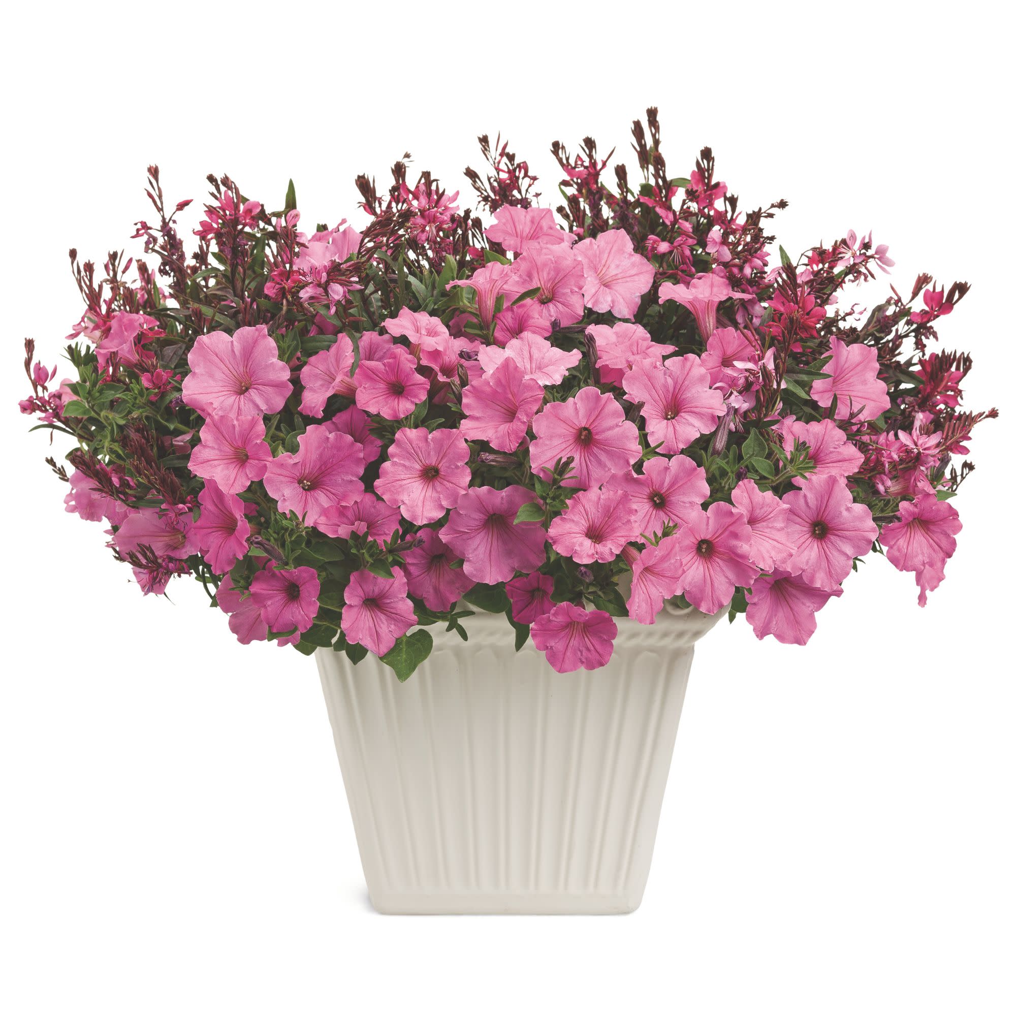 Karalee® Petite Pink Butterfly Flower (Oenothera lindheimeri) - Image 9