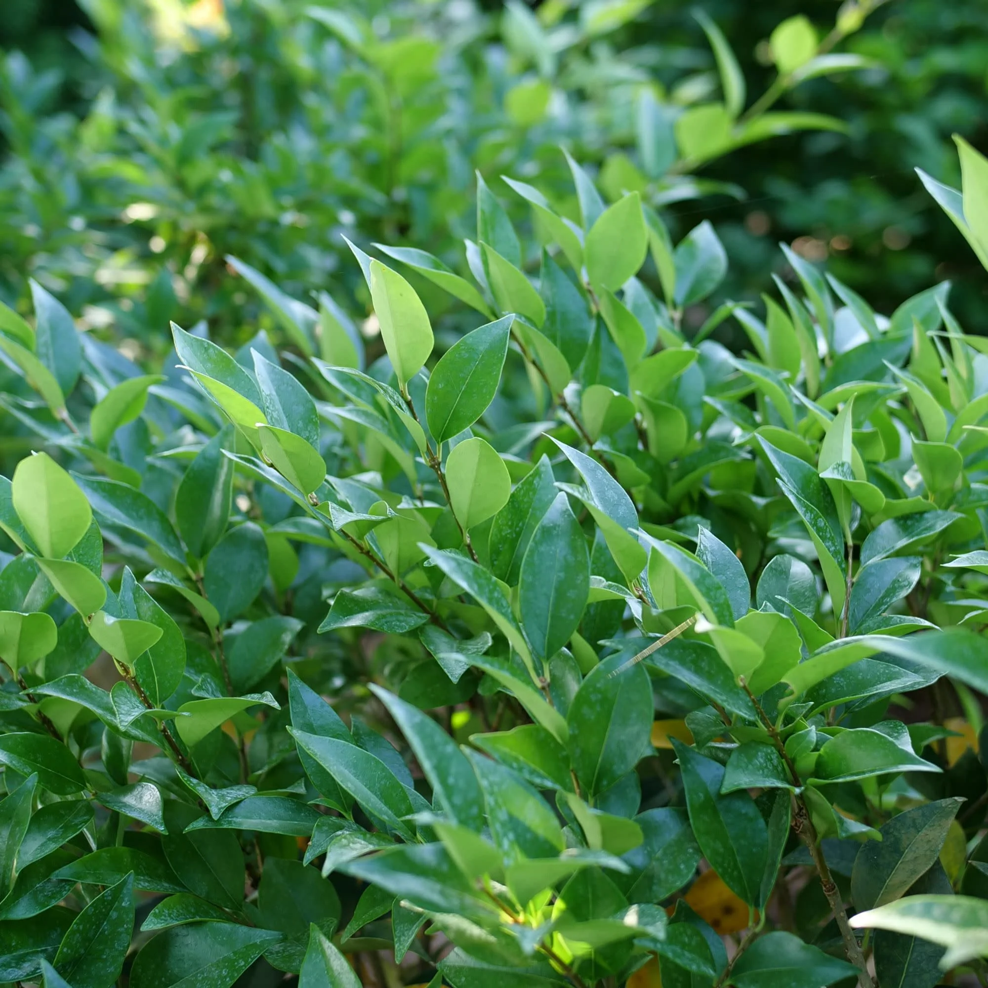 Active Annuals, Perennials, Shrubs