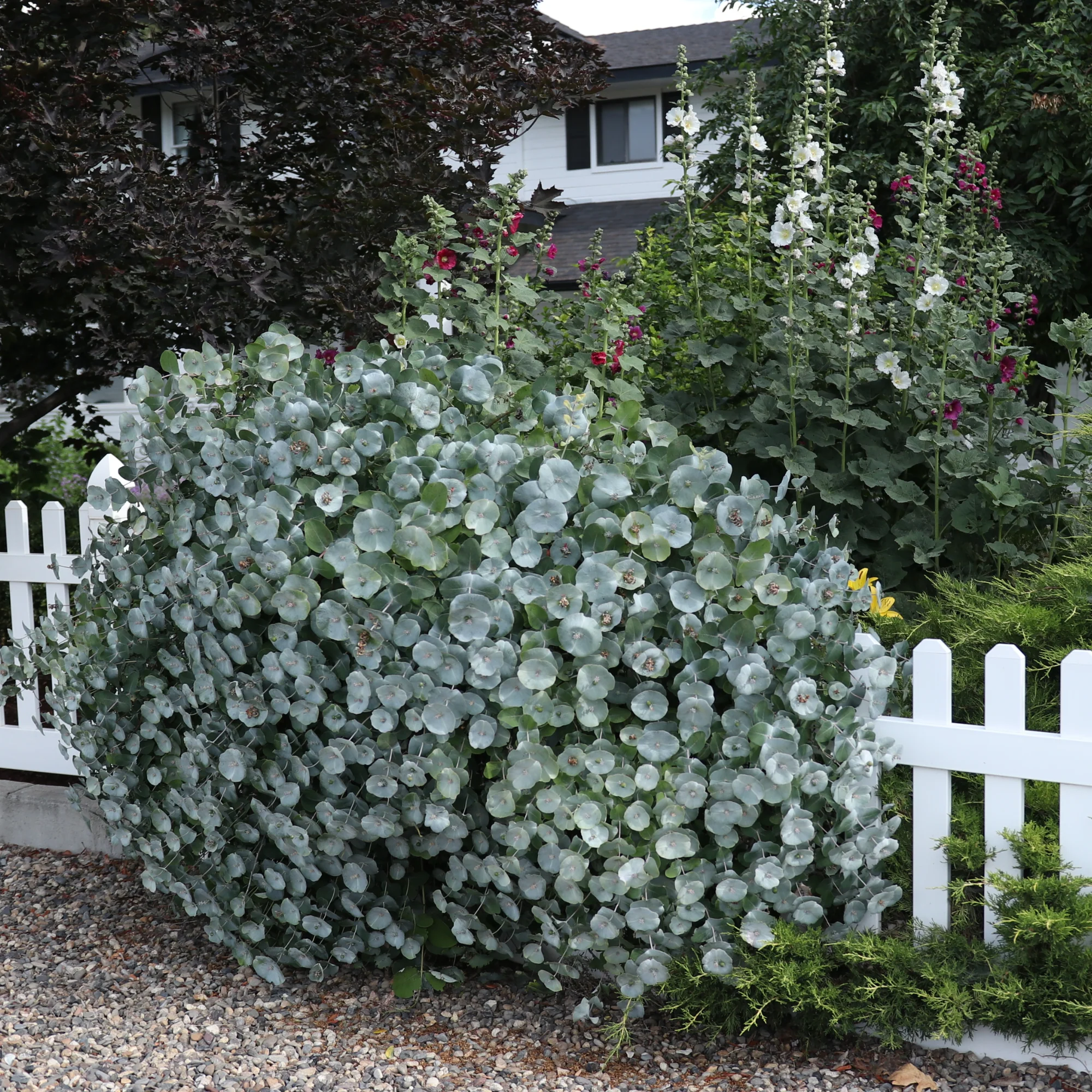 Kintzley's Ghost® Honeysuckle (Lonicera reticulata) - Image 4
