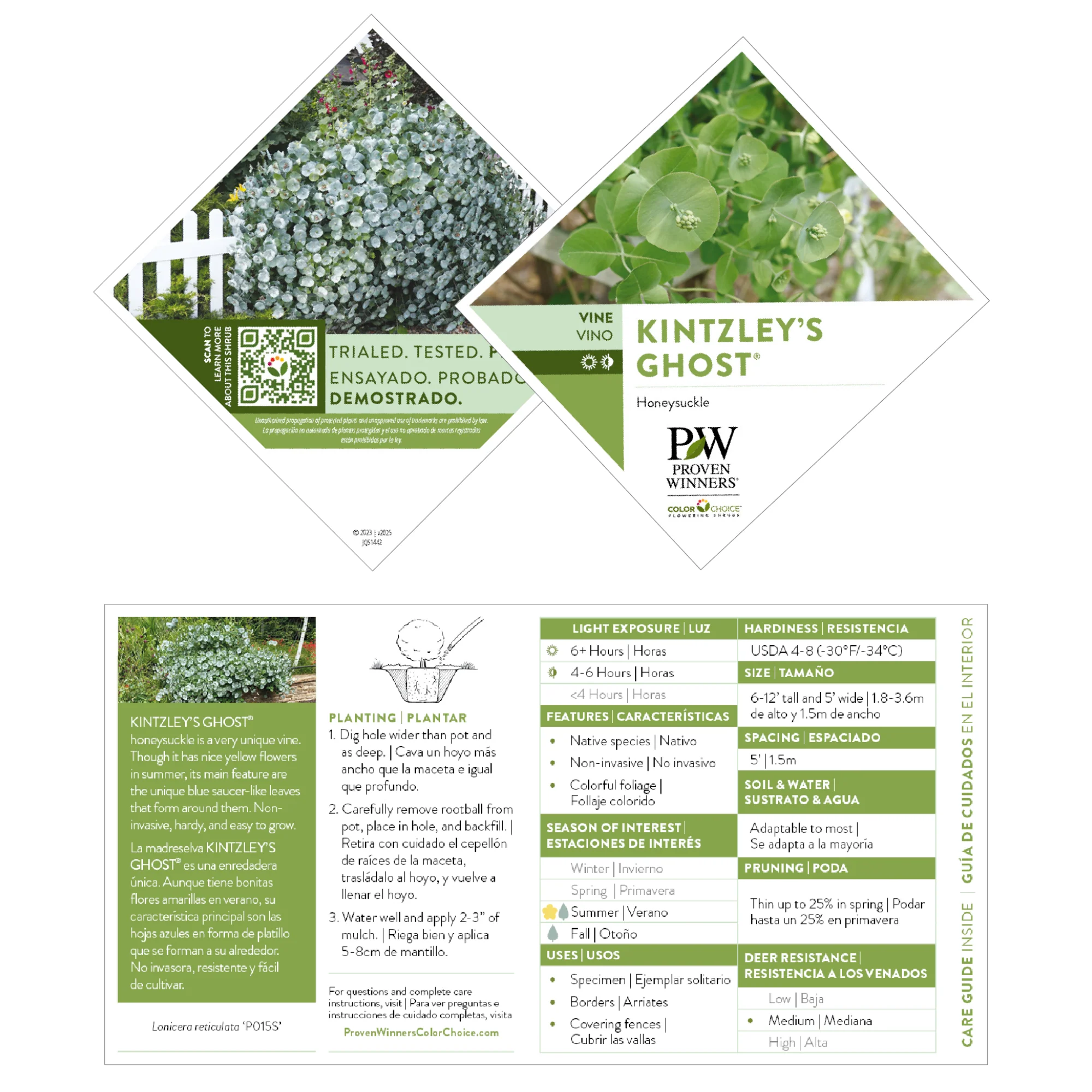 Kintzley's Ghost® Honeysuckle (Lonicera reticulata) - Image 7