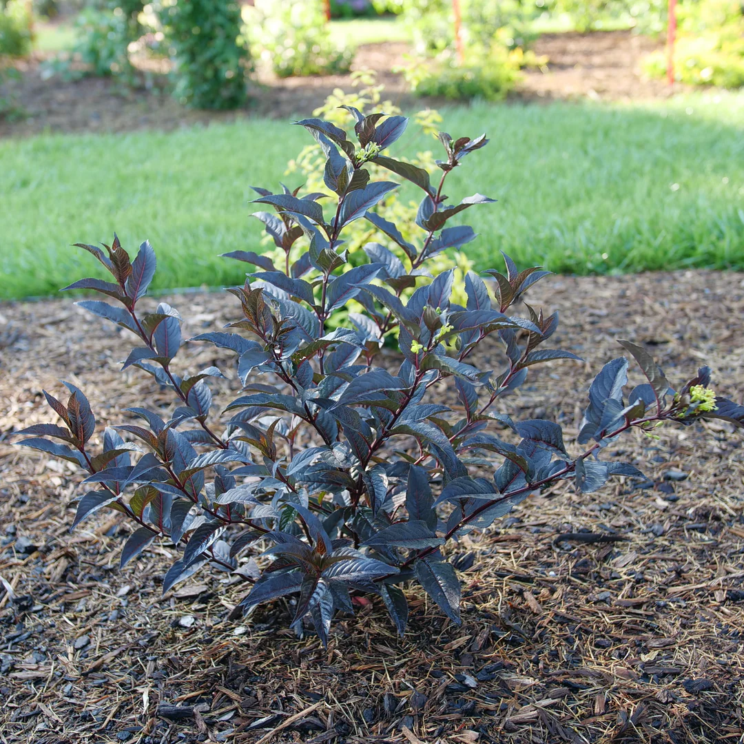 Kodiak Jet Black® (Diervilla hybrid) | Proven Winners® New Variety 2026 - Image 7