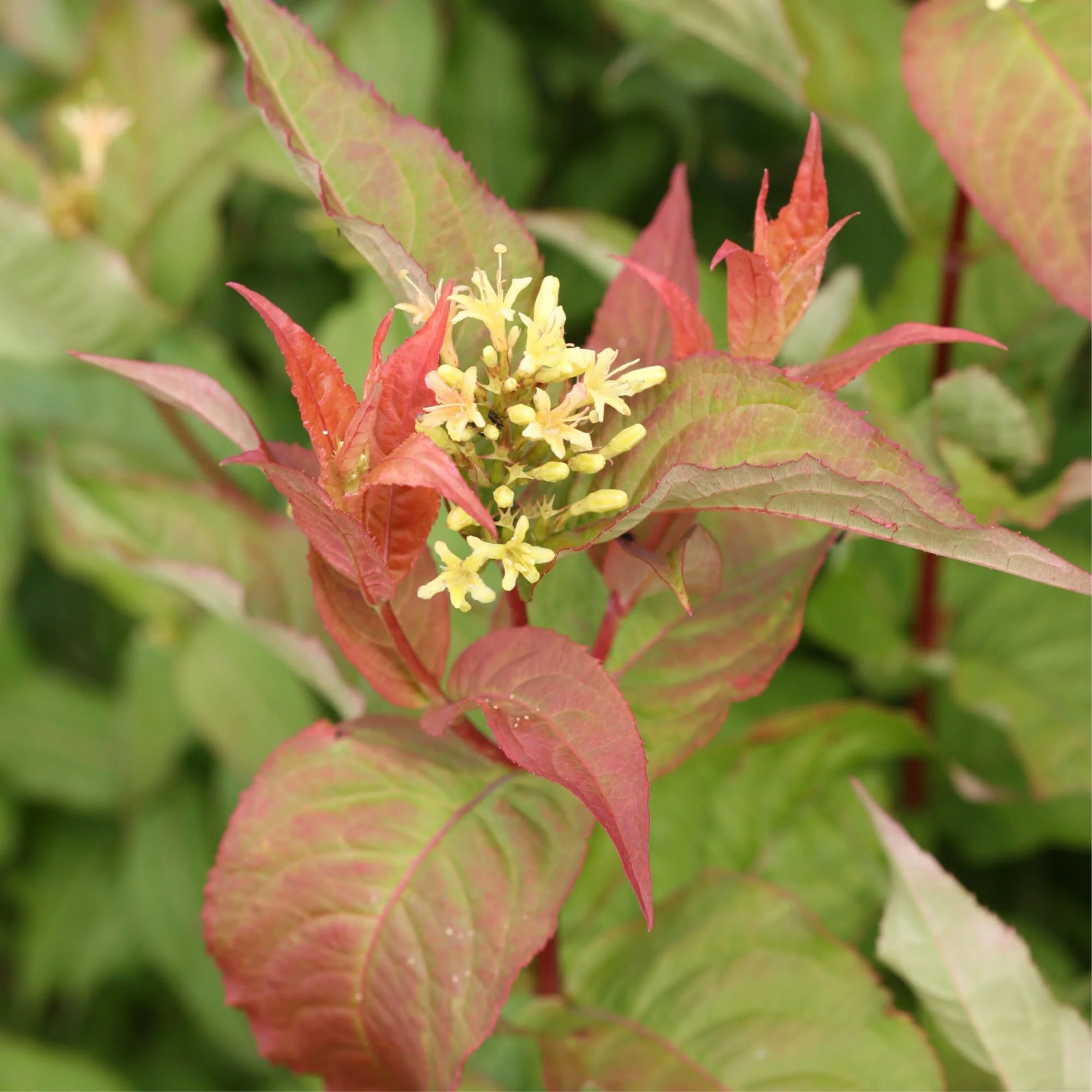 Kodiak® Orange (Diervilla hybrid) - Image 4