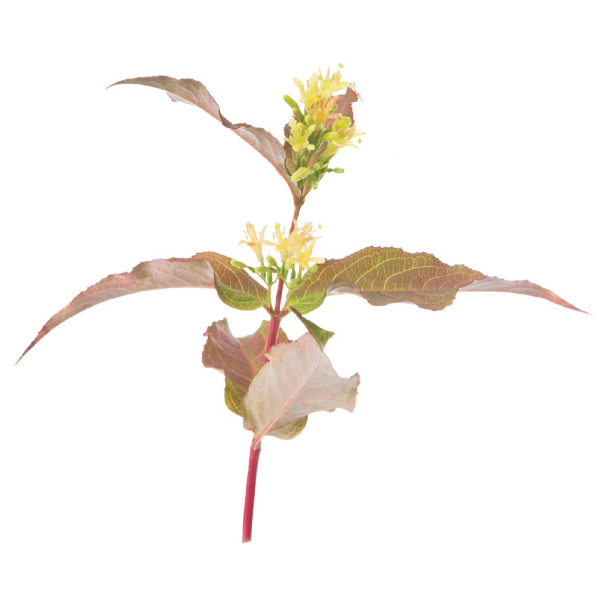 Kodiak® Orange (Diervilla hybrid) - Image 9