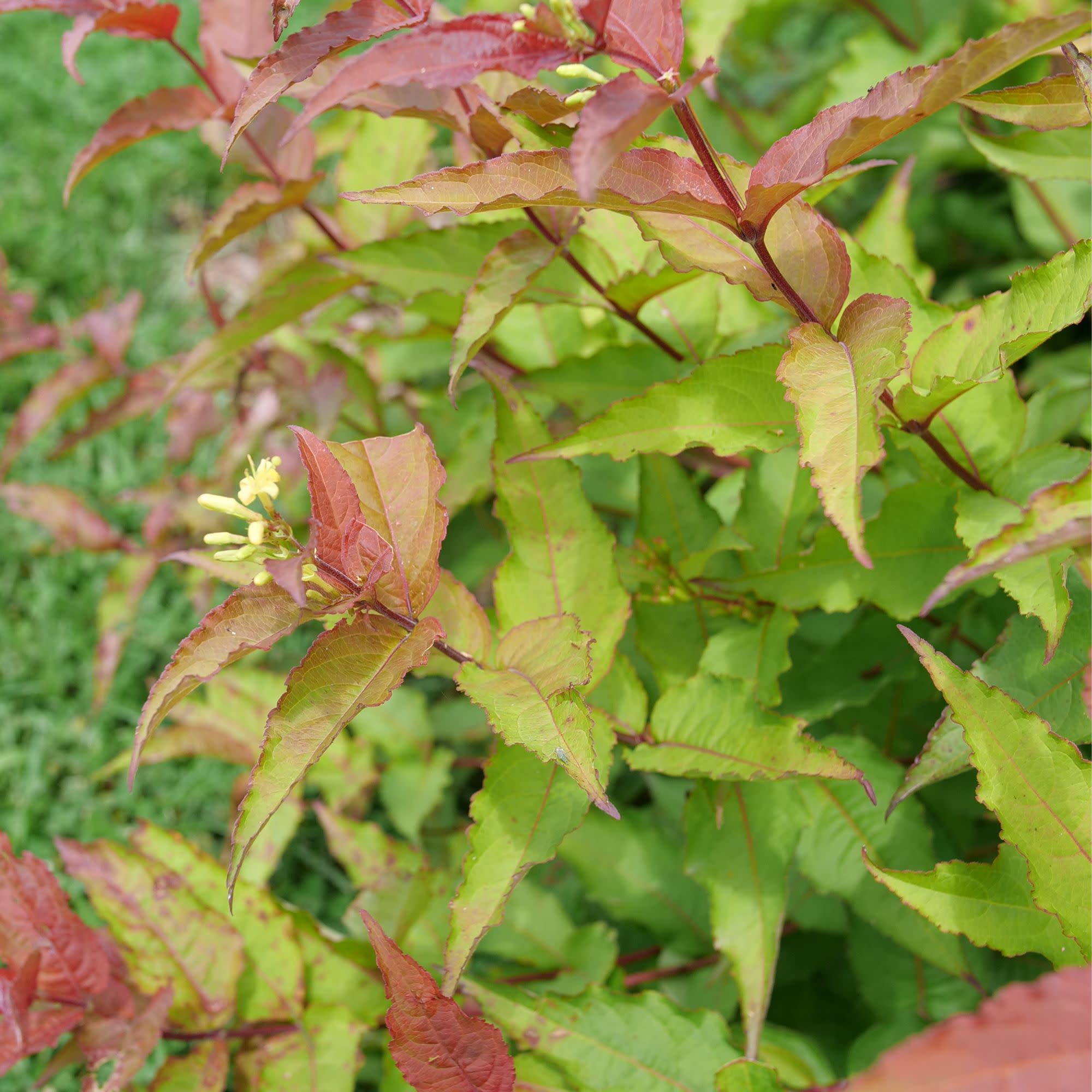 Kodiak® Red 2.0 (Diervilla × splendens) - Image 3