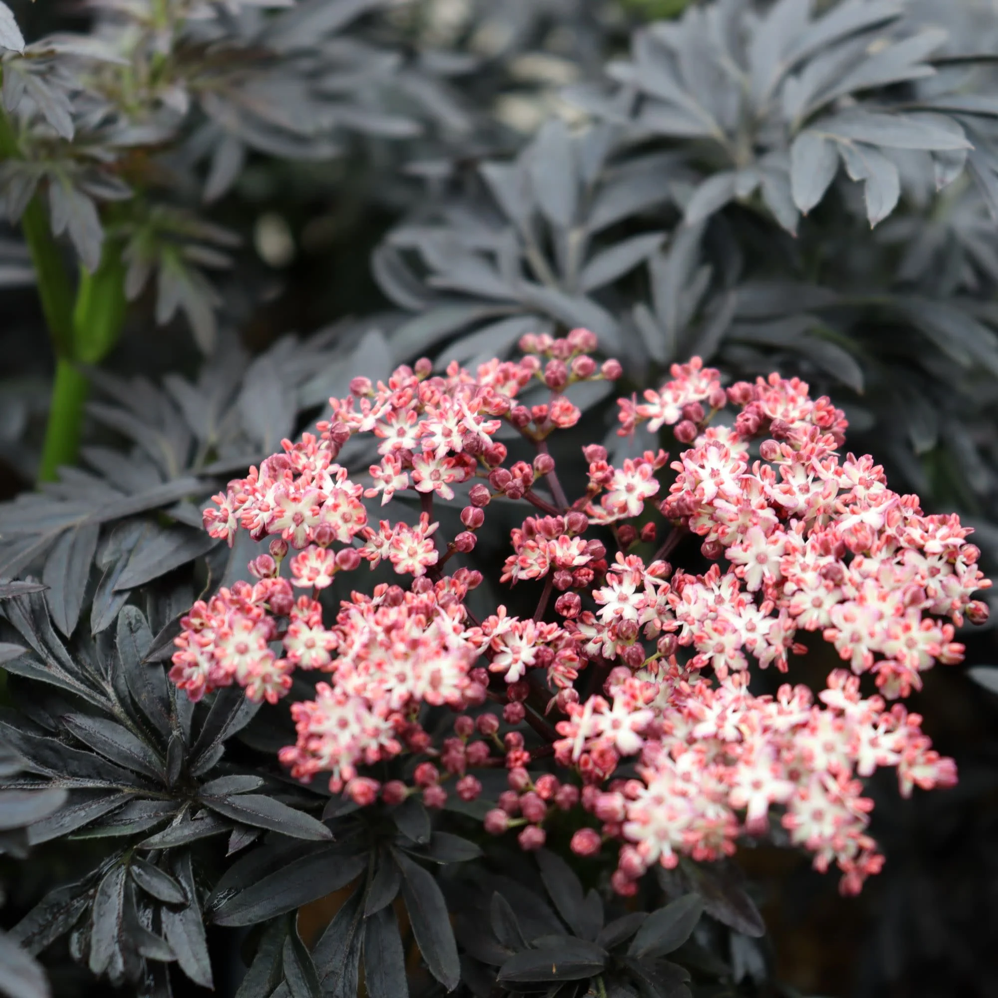 Laced Up® Elderberry (Sambucus nigra)