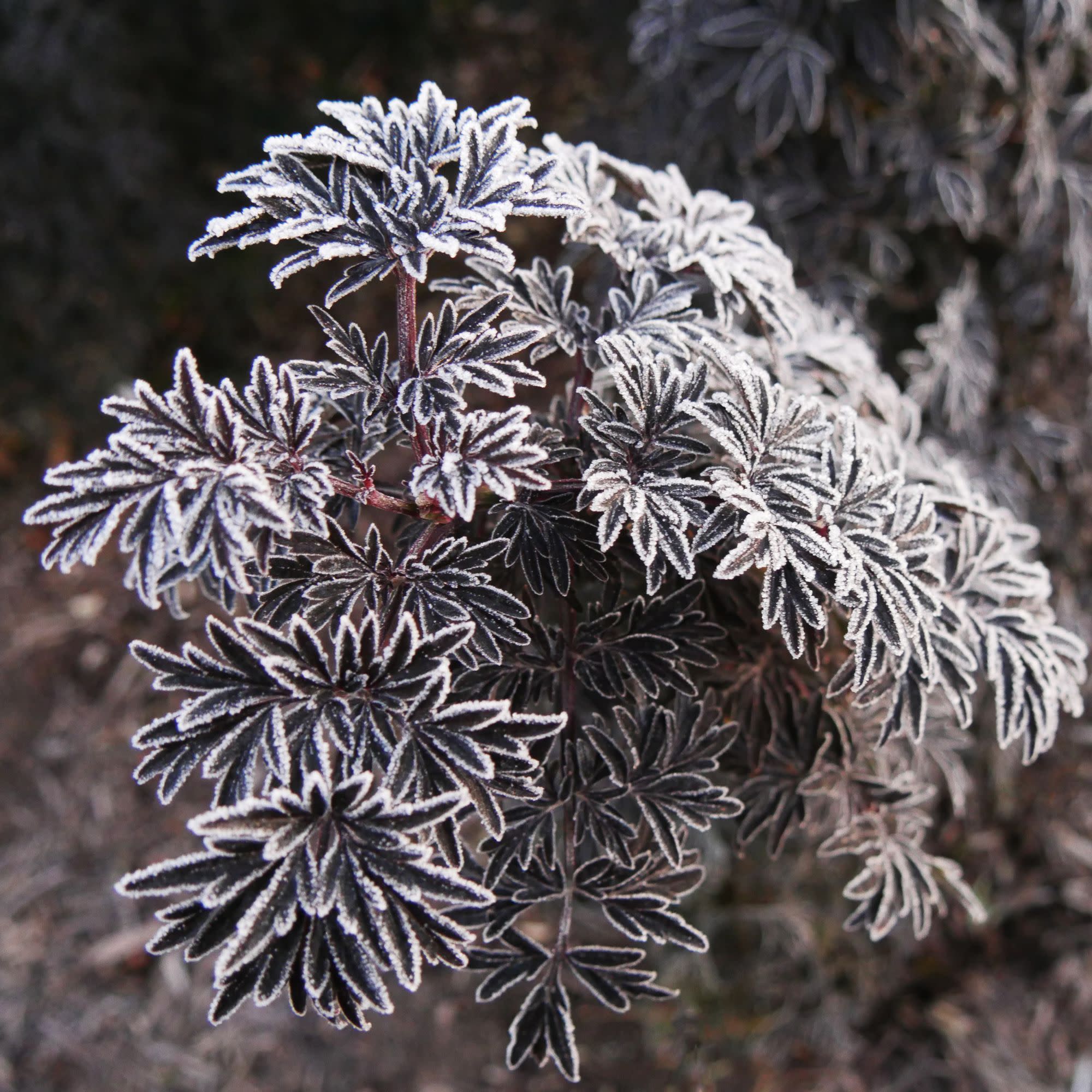 Laced Up® Elderberry (Sambucus nigra) - Image 3