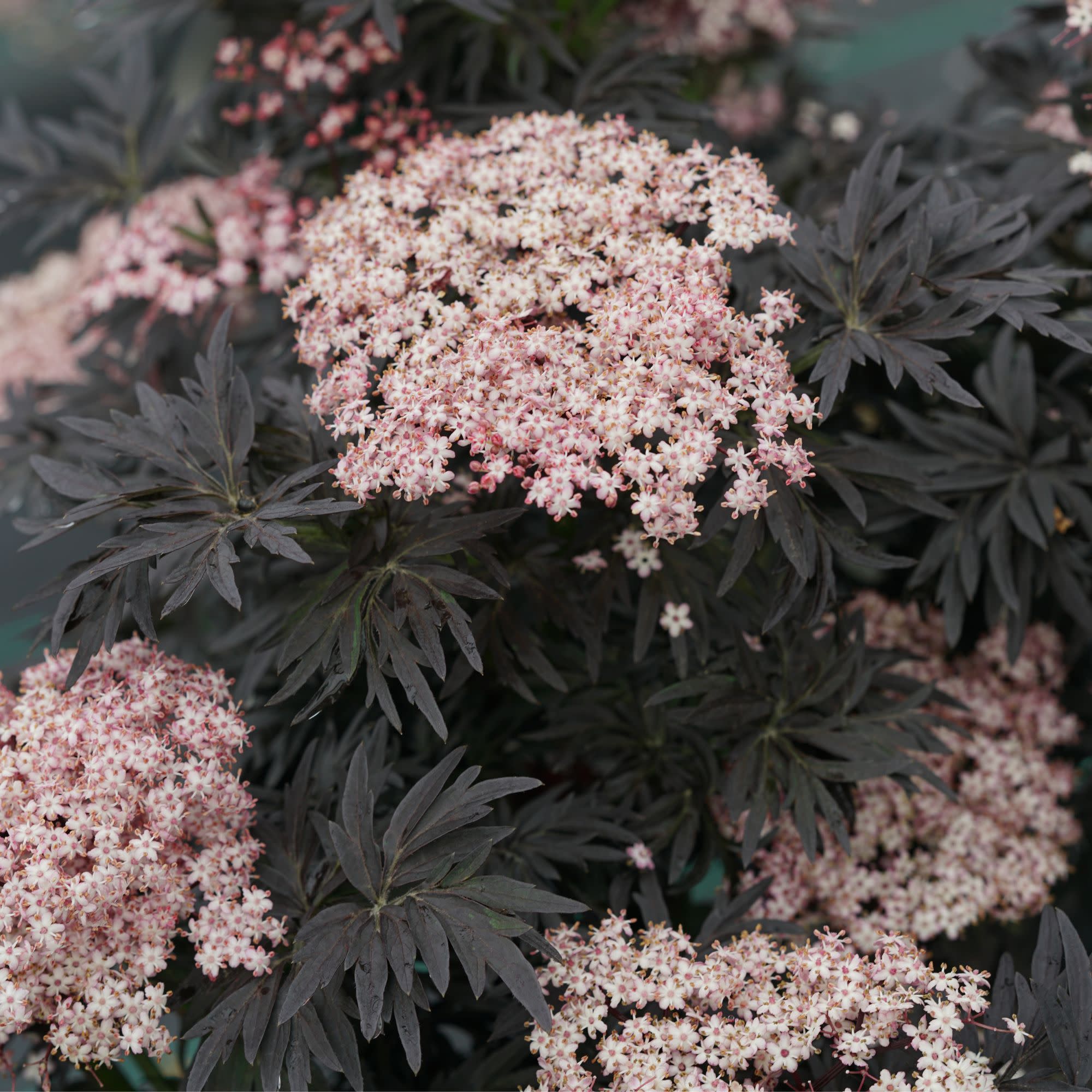 Laced Up® Elderberry (Sambucus nigra) - Image 4