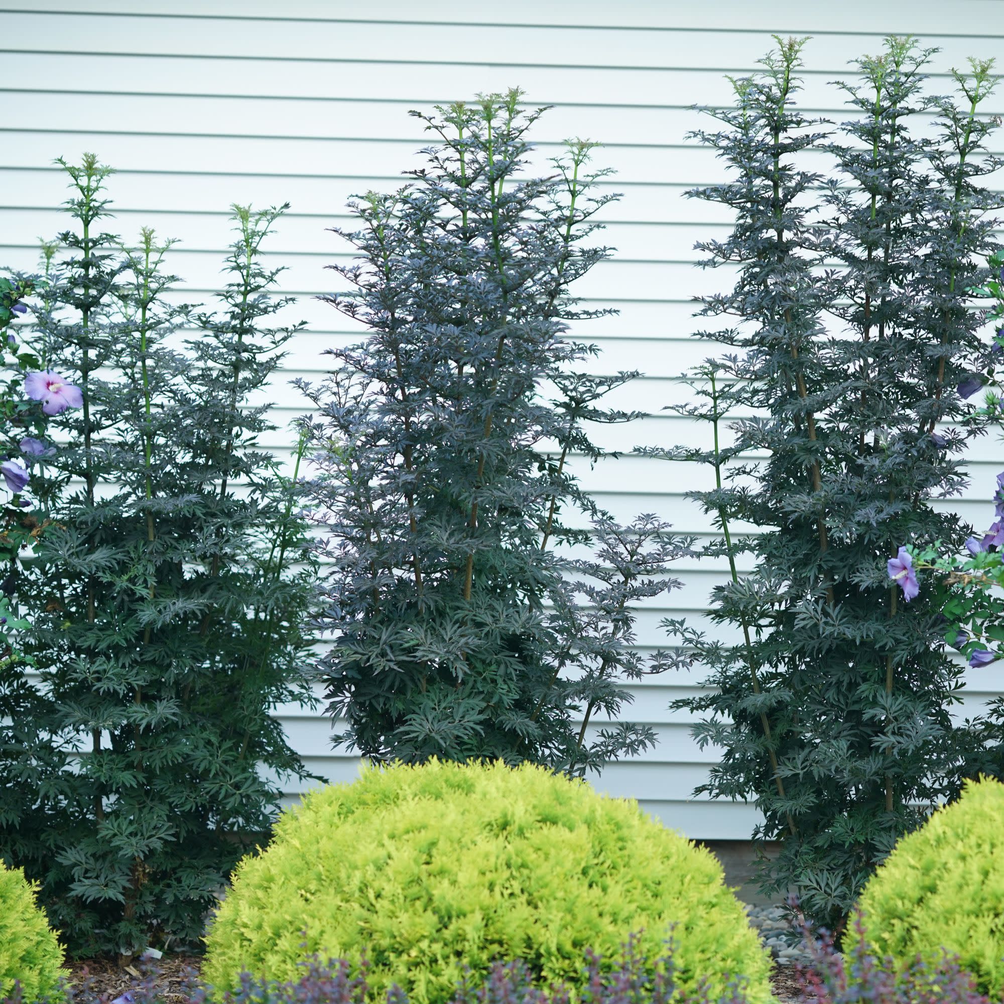 Laced Up® Elderberry (Sambucus nigra) - Image 5