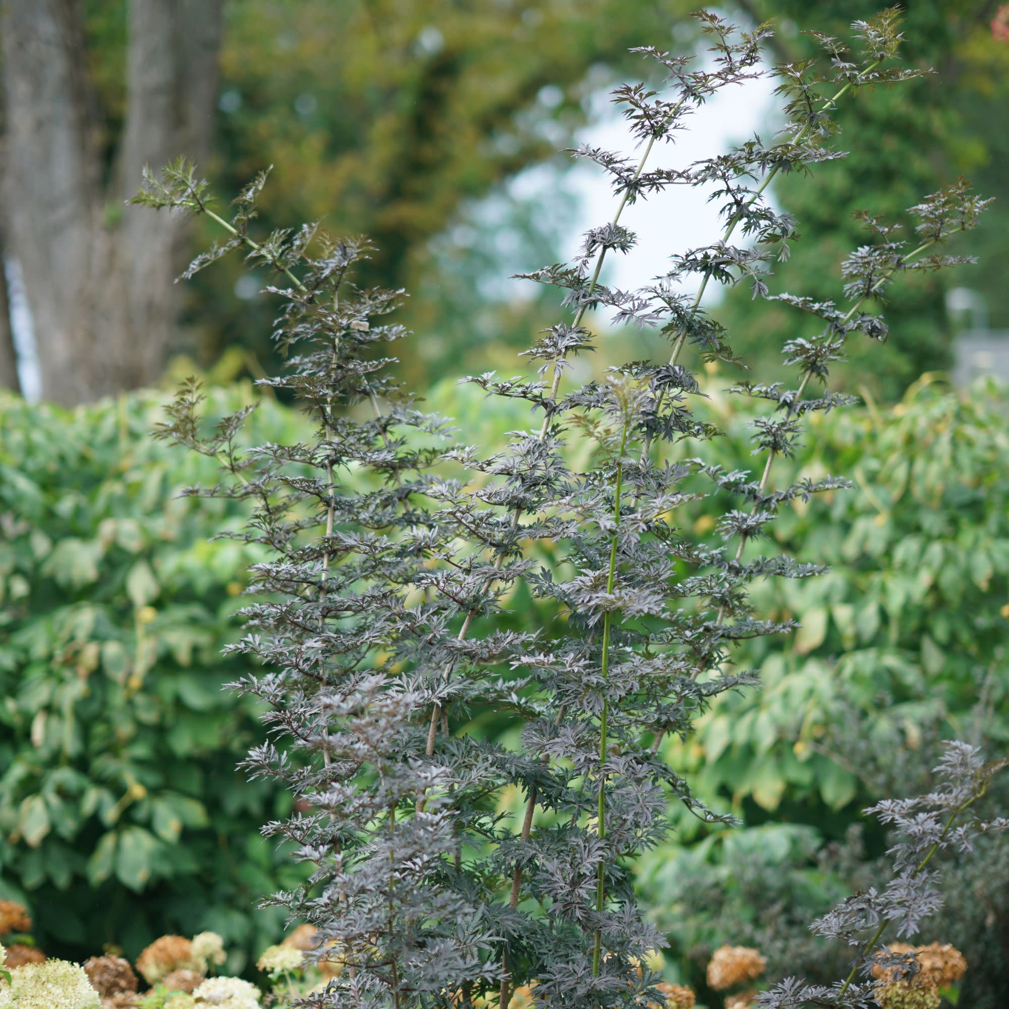 Laced Up® Elderberry (Sambucus nigra) - Image 6
