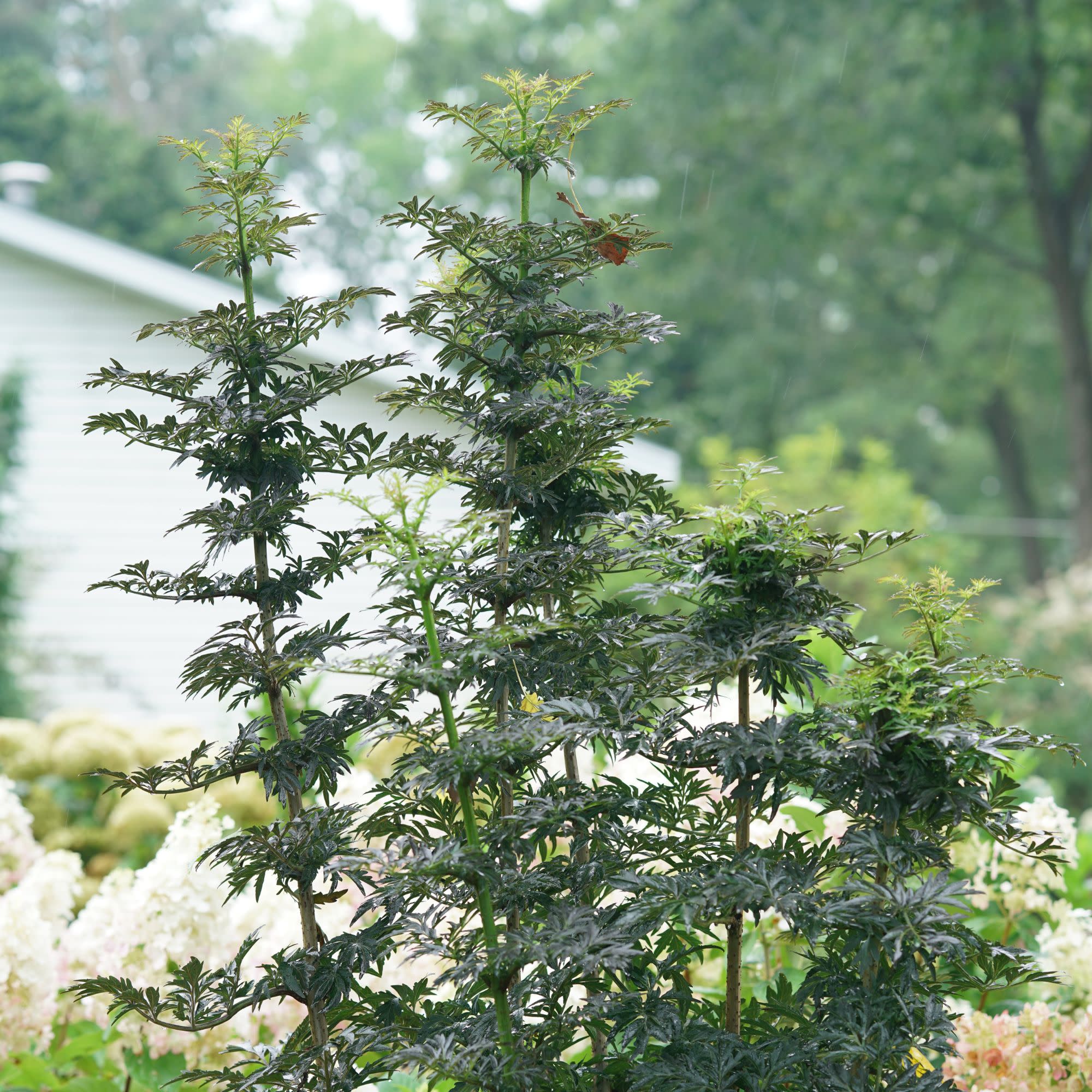 Laced Up® Elderberry (Sambucus nigra) - Image 7