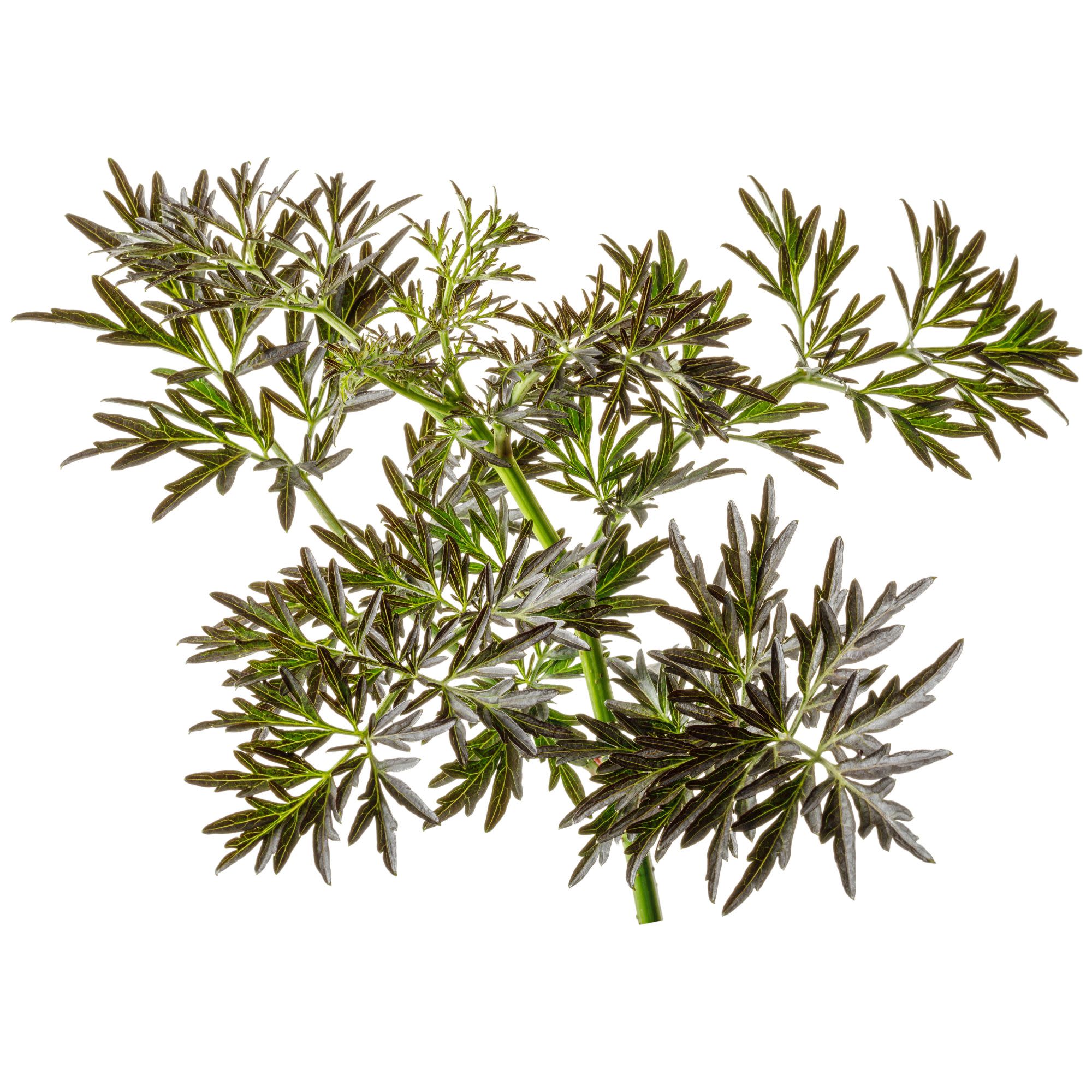 Laced Up® Elderberry (Sambucus nigra) - Image 8
