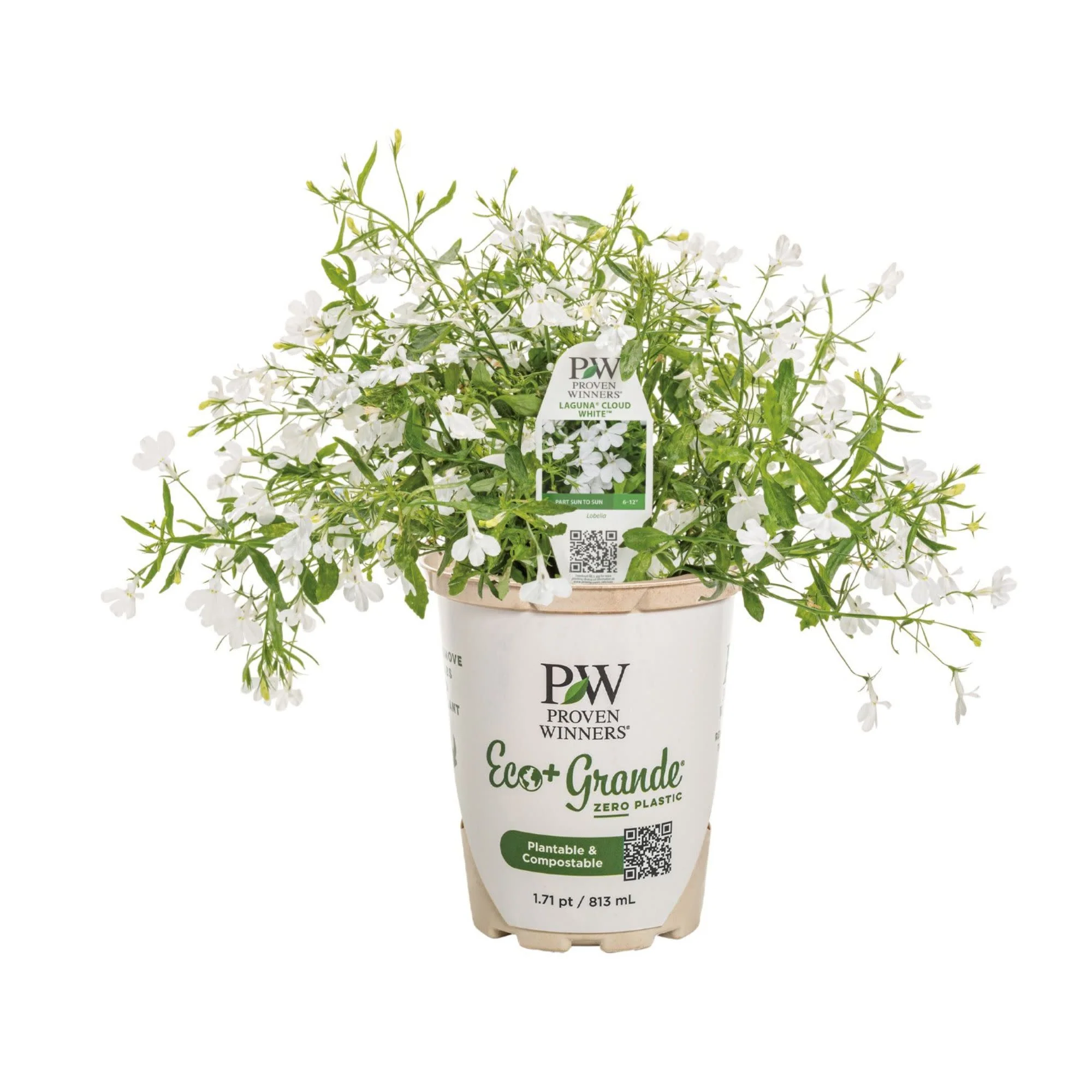 Laguna® Cloud White™ Lobelia (erinus) - Image 2