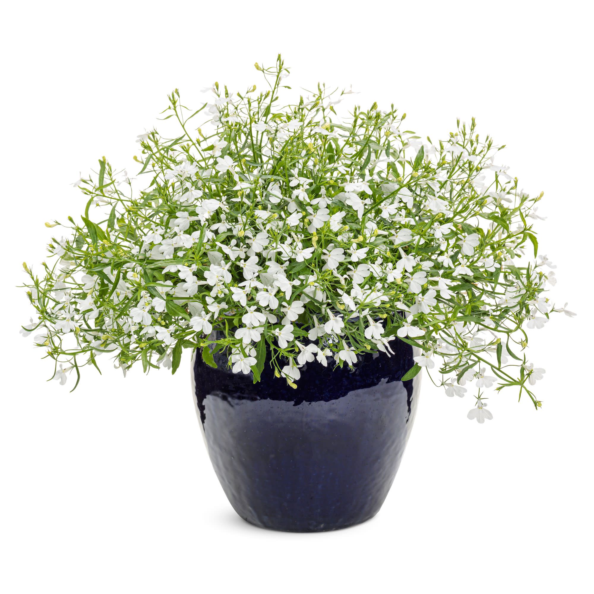 Laguna® Cloud White™ Lobelia (erinus) - Image 4