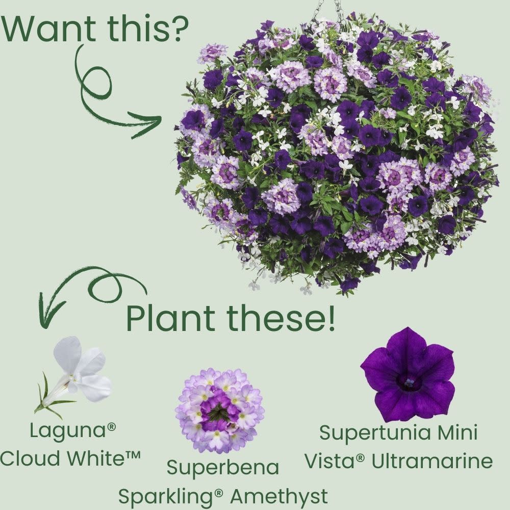Laguna® Cloud White™ Lobelia (erinus) - Image 5