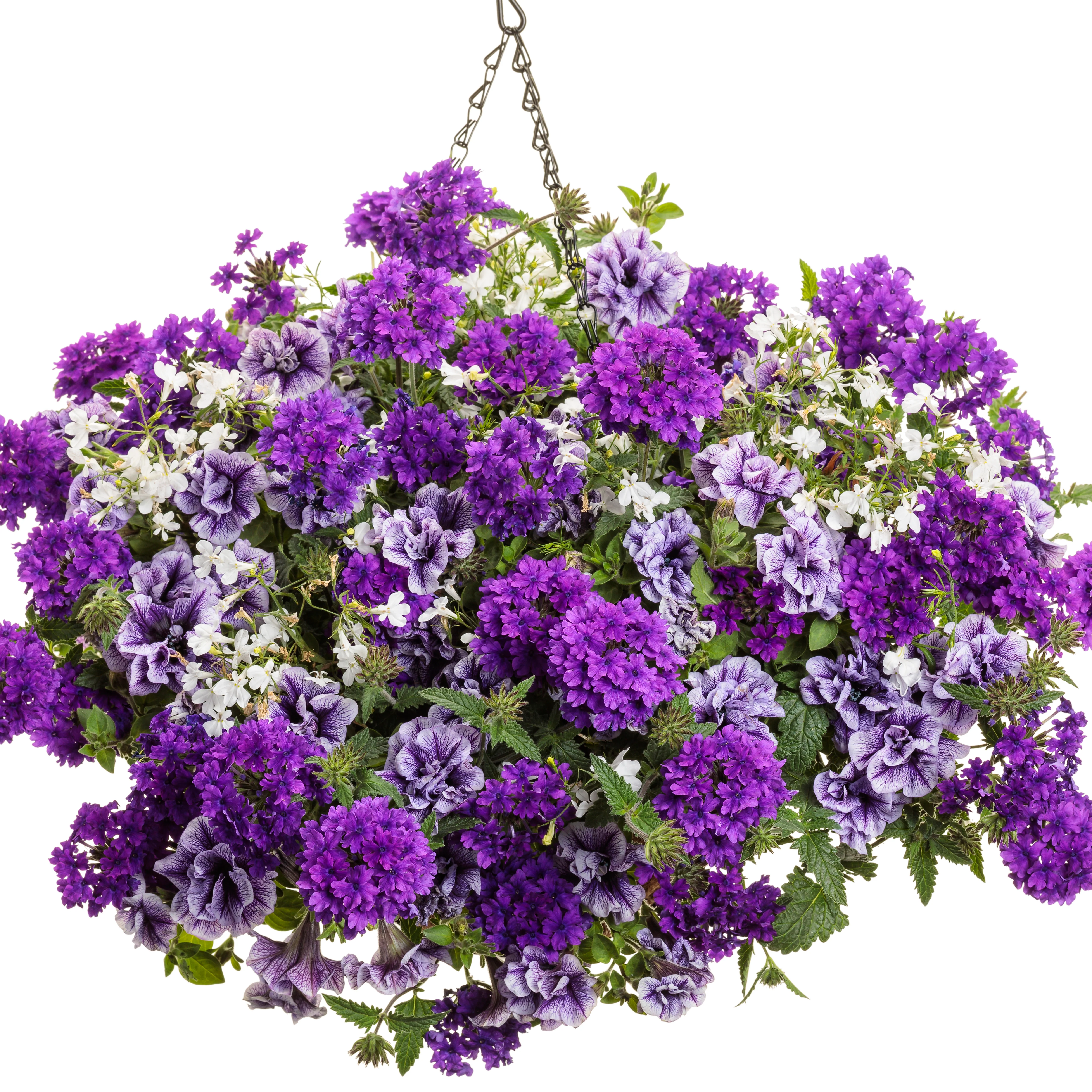 Laguna® Cloud White™ Lobelia (erinus) - Image 6
