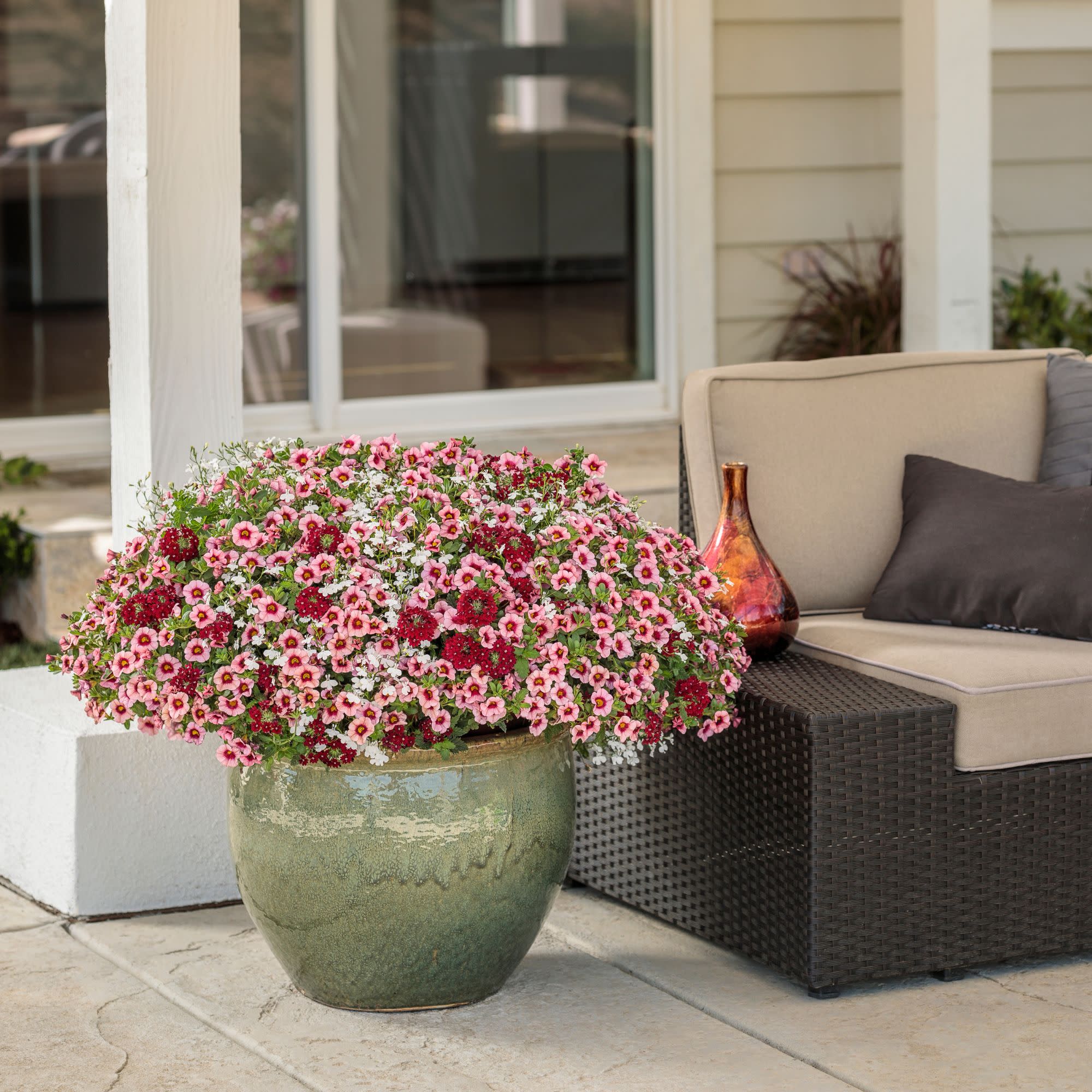 Laguna® Cloud White™ Lobelia (erinus) - Image 7