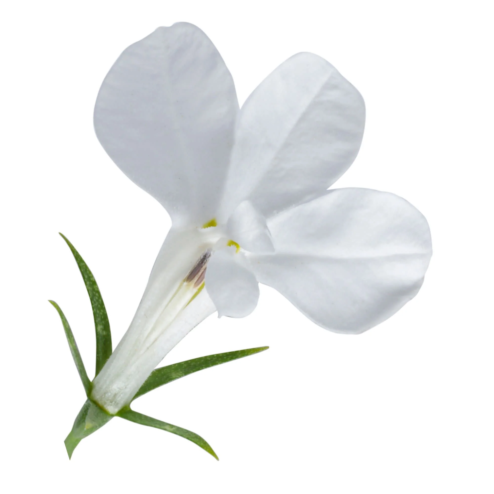 Laguna® Cloud White™ Lobelia (erinus) - Image 8