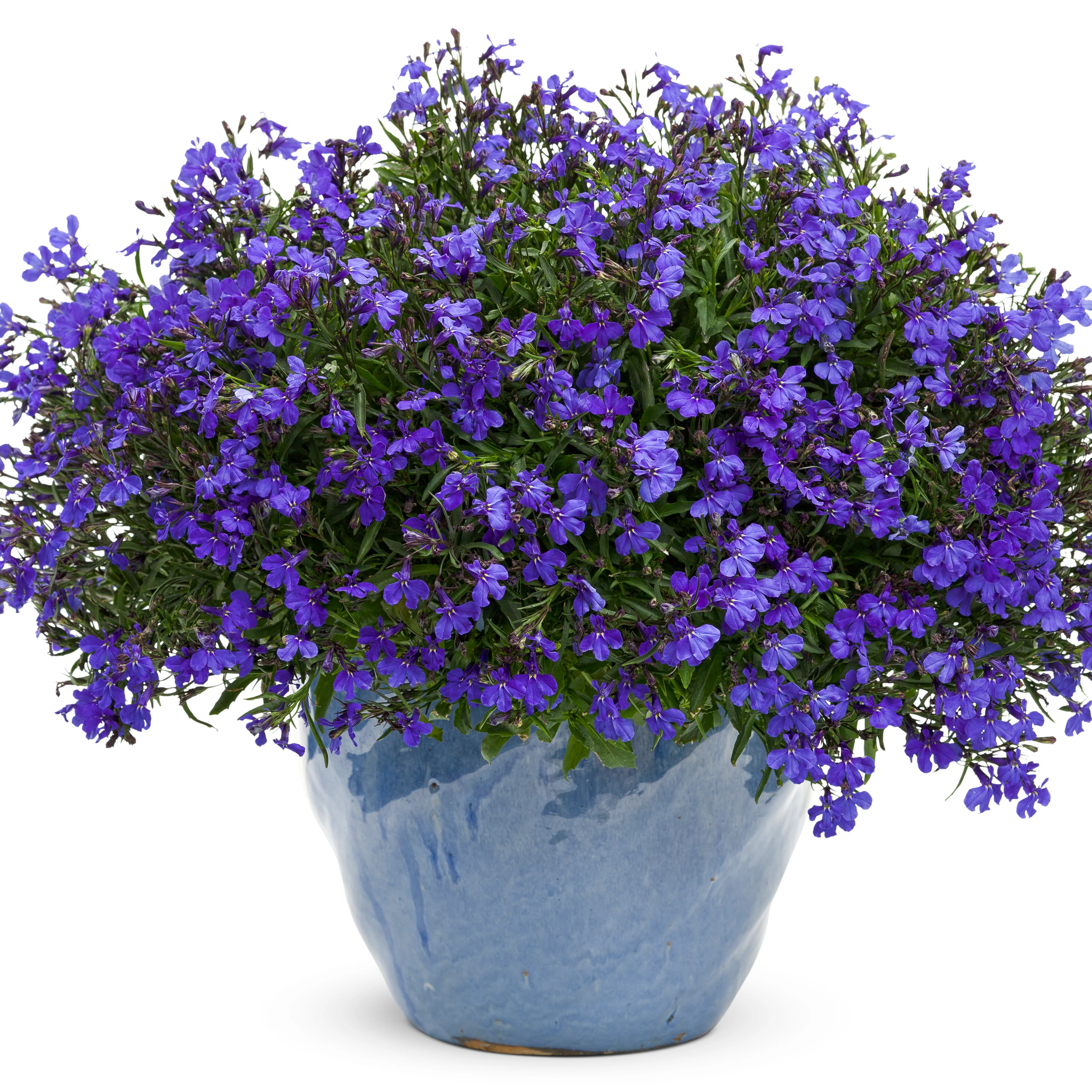 Laguna® Dark Blue Lobelia (Lobelia erinus) - Image 4