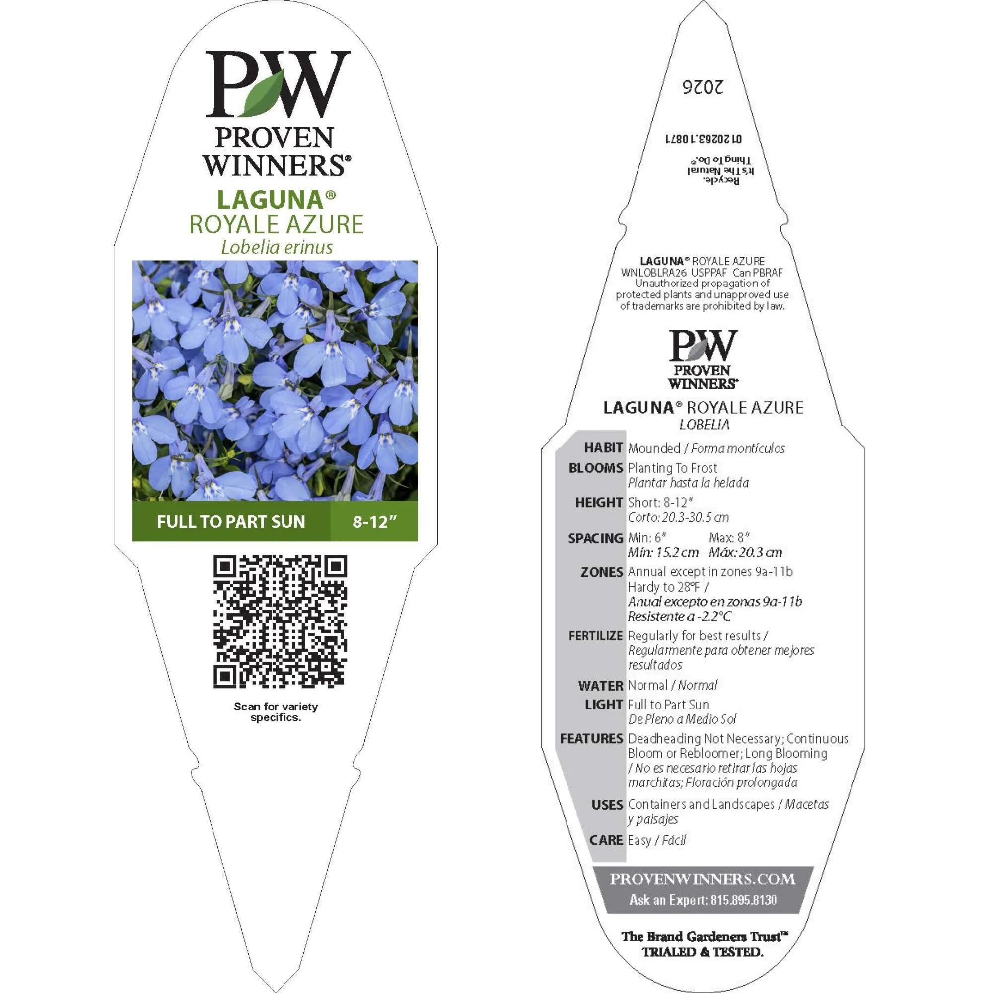 Laguna® Royale Azure Lobelia (erinus) | Proven Winners® New Variety 2026 - Image 10