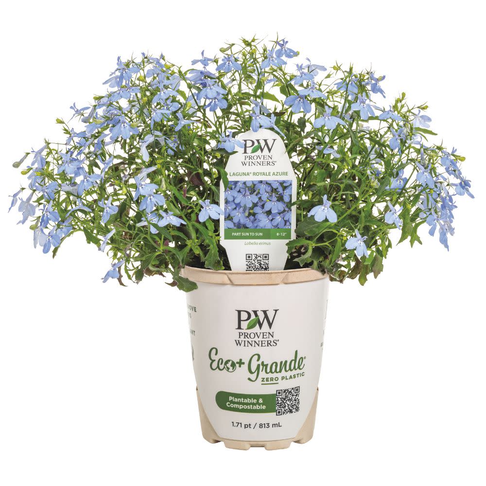 Laguna® Royale Azure Lobelia (erinus) | Proven Winners® New Variety 2026 - Image 2