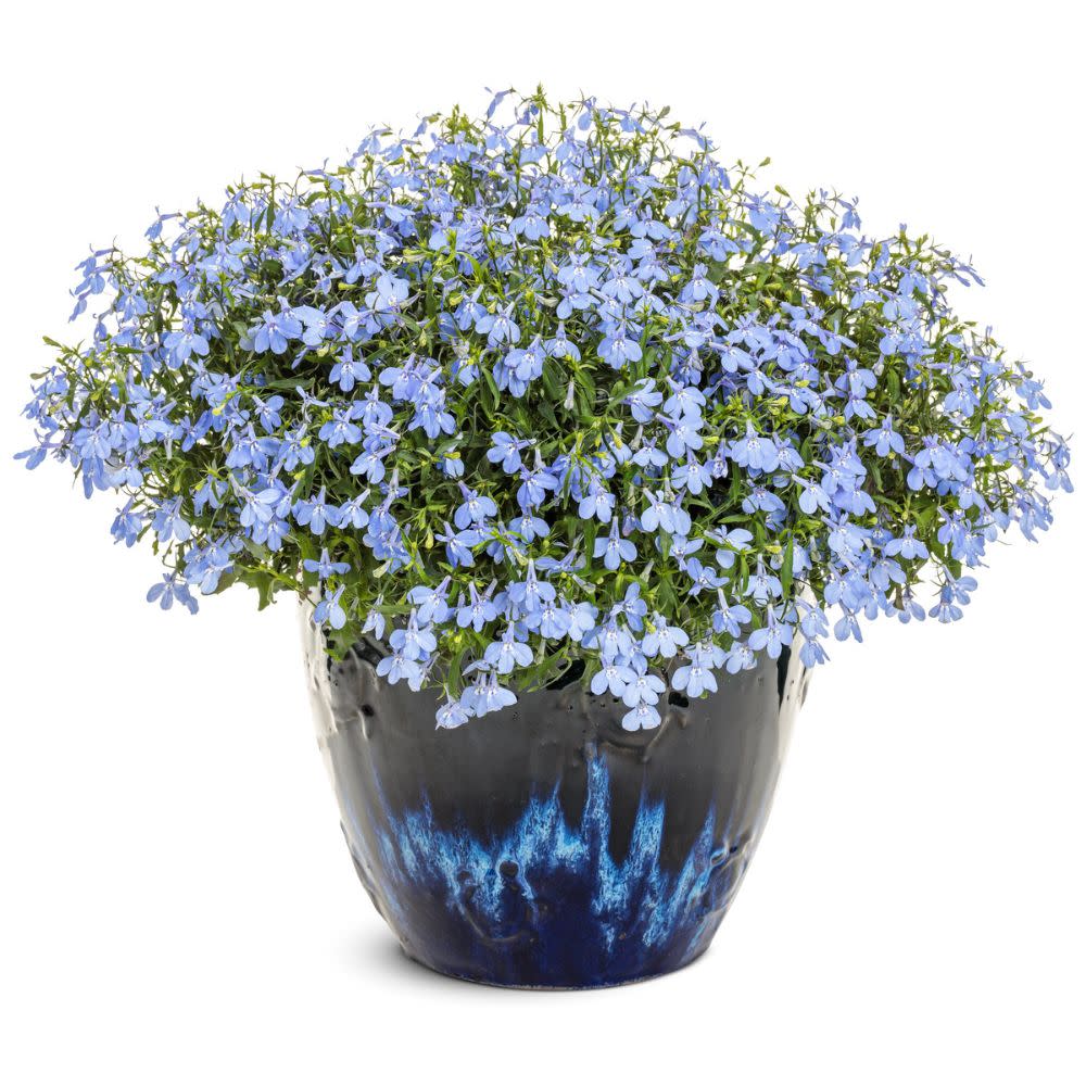 Laguna® Royale Azure Lobelia (erinus) | Proven Winners® New Variety 2026 - Image 4
