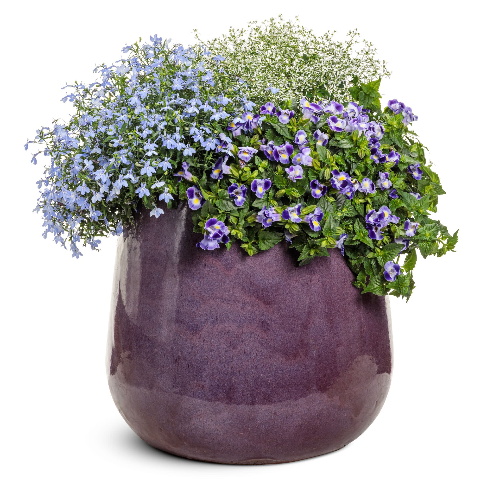 Laguna® Royale Azure Lobelia (erinus) | Proven Winners® New Variety 2026 - Image 6