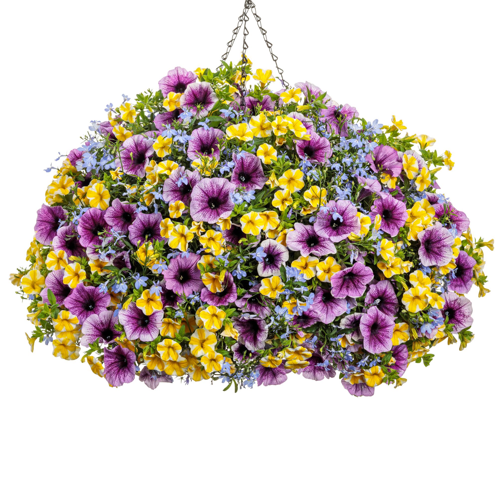 Laguna® Royale Azure Lobelia (erinus) | Proven Winners® New Variety 2026 - Image 7