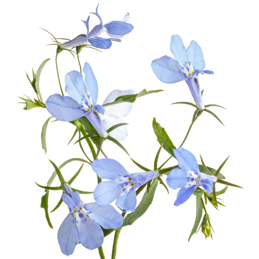 Laguna® Royale Azure Lobelia (erinus) | Proven Winners® New Variety 2026 - Image 8