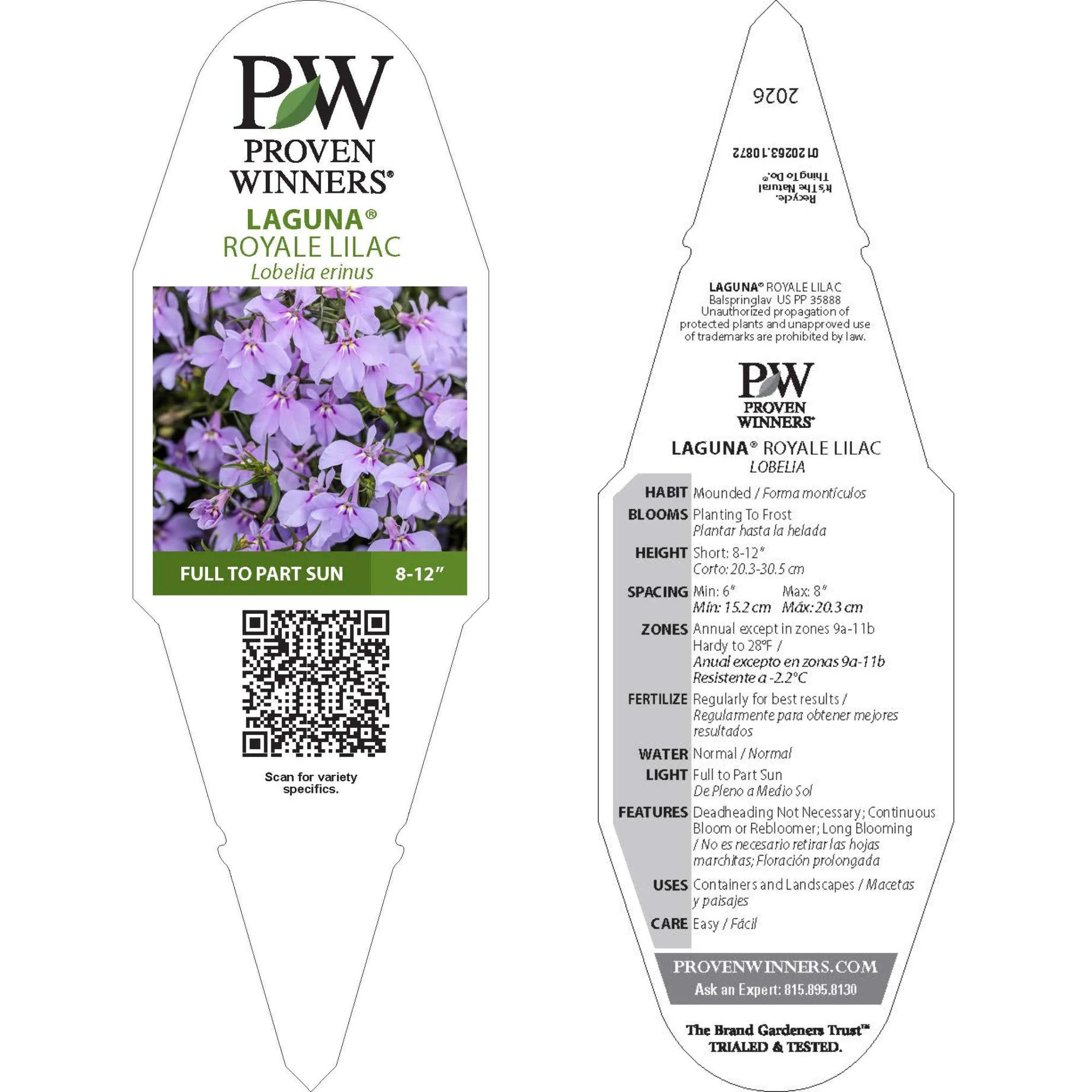 Laguna® Royale Lilac Lobelia (erinus) | Proven Winners® New Variety 2026 - Image 12
