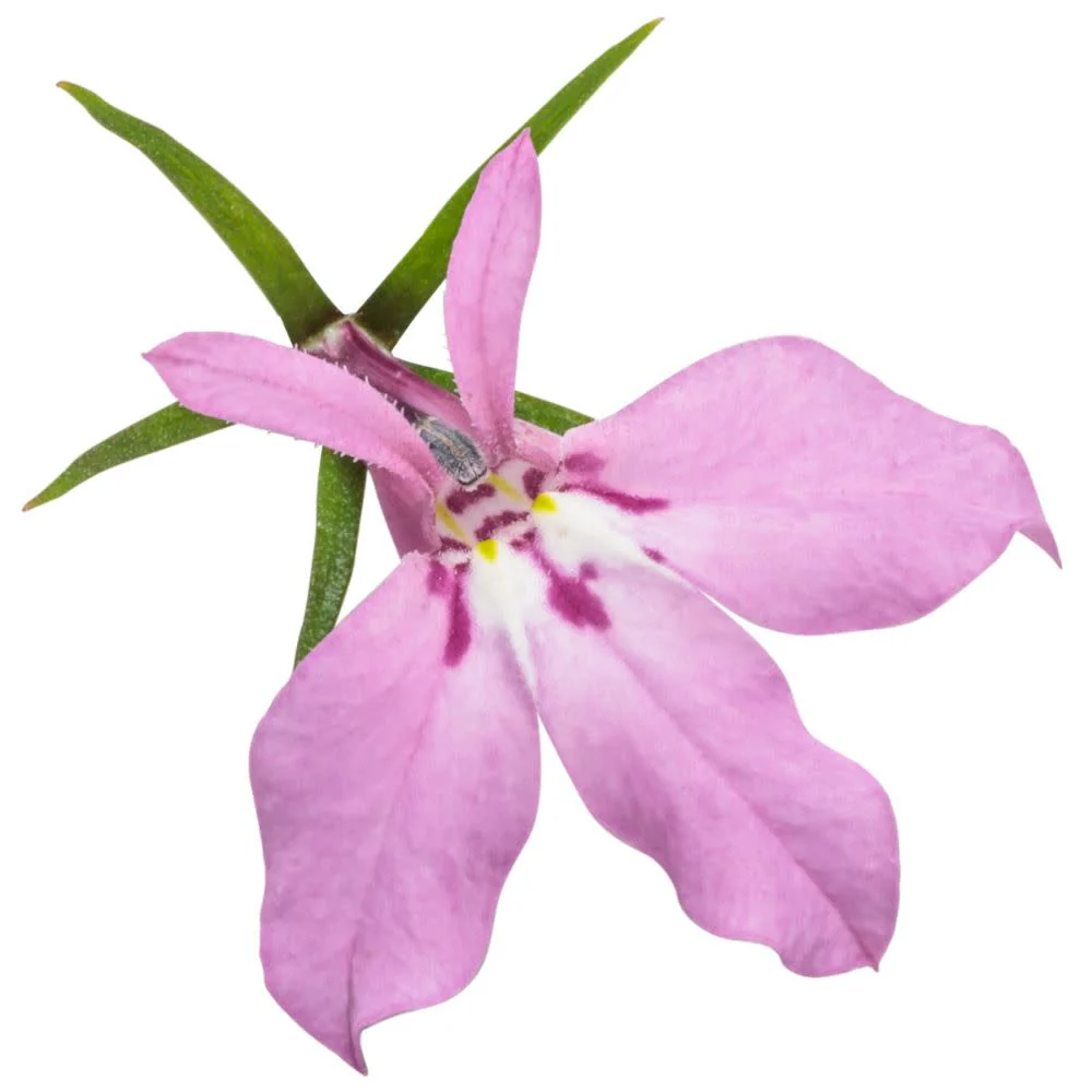 Laguna® Royale Pink Lobelia (erinus) | Proven Winners® New Variety 2026 - Image 7