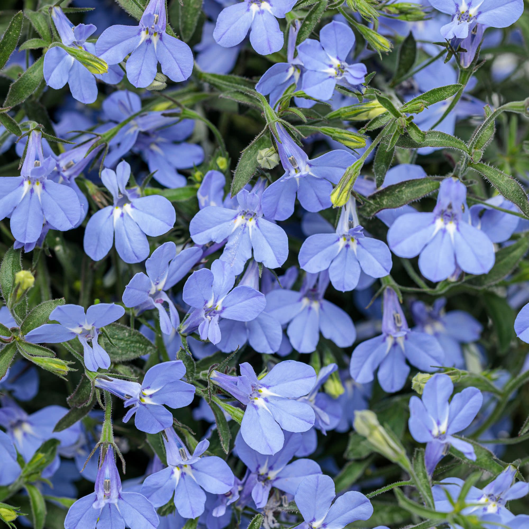 Laguna® Sky Blue Lobelia (Lobelia erinus)
