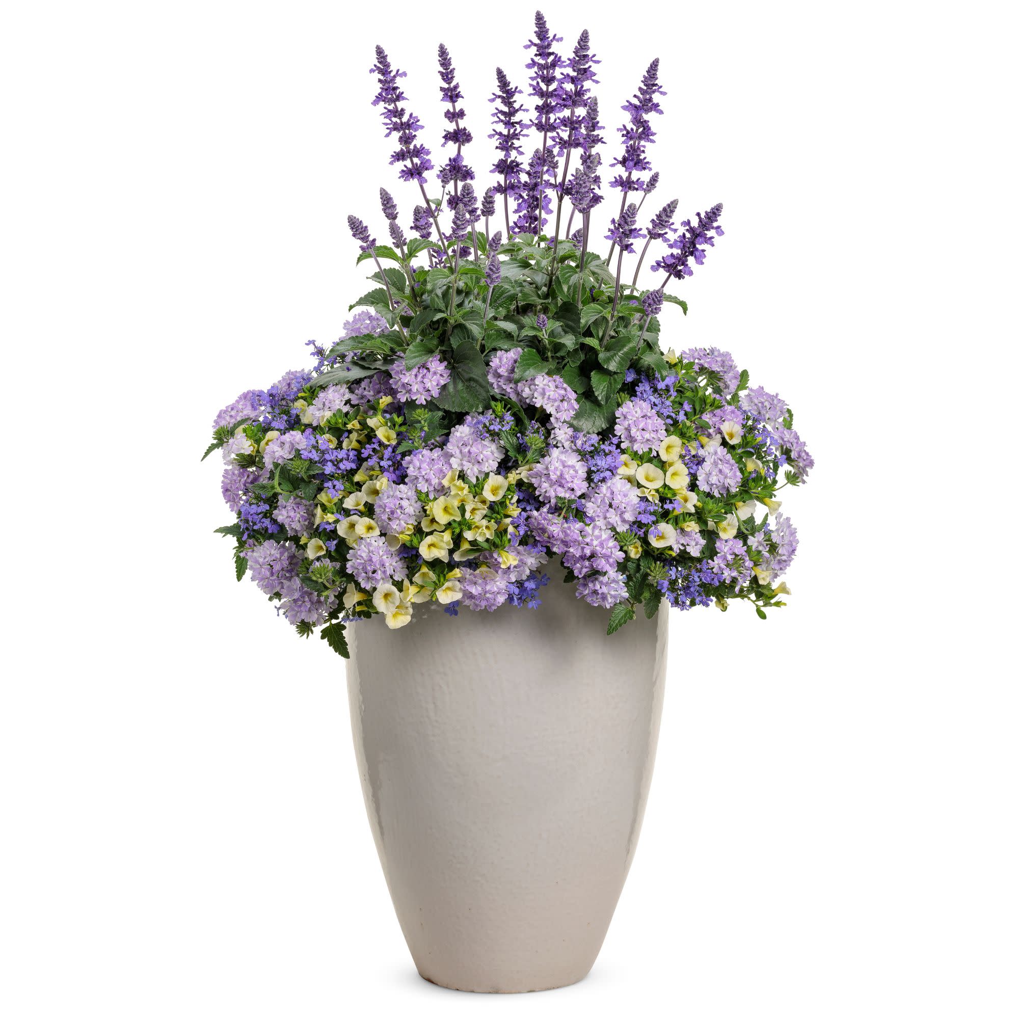 Laguna® Sky Blue Lobelia (Lobelia erinus) - Image 8