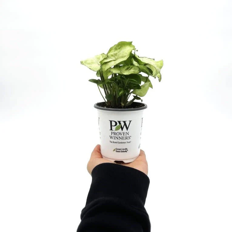 leafjoy littles™ Falling Arrows® Glacier Reign™ Arrowhead Vine (Syngonium podophyllum) - Image 3