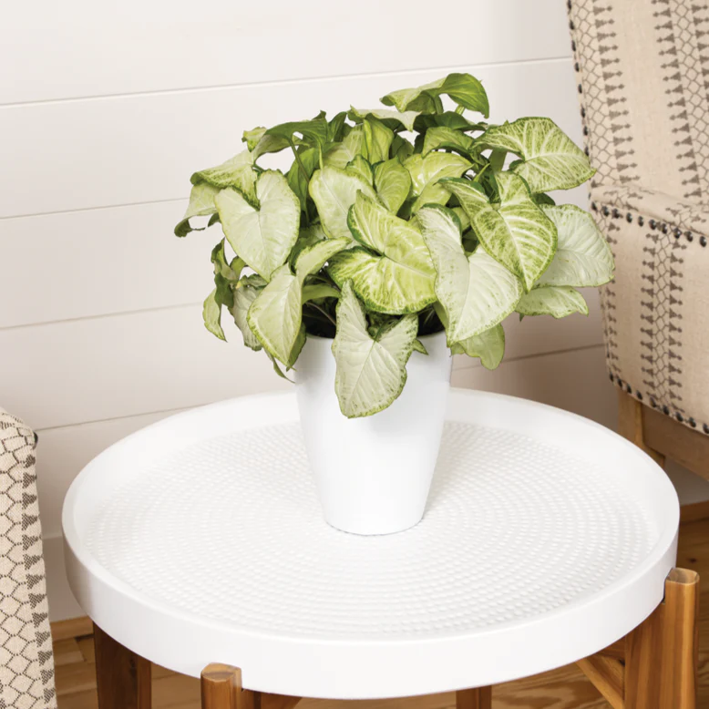leafjoy littles™ Falling Arrows® Glacier Reign™ Arrowhead Vine (Syngonium podophyllum) - Image 4