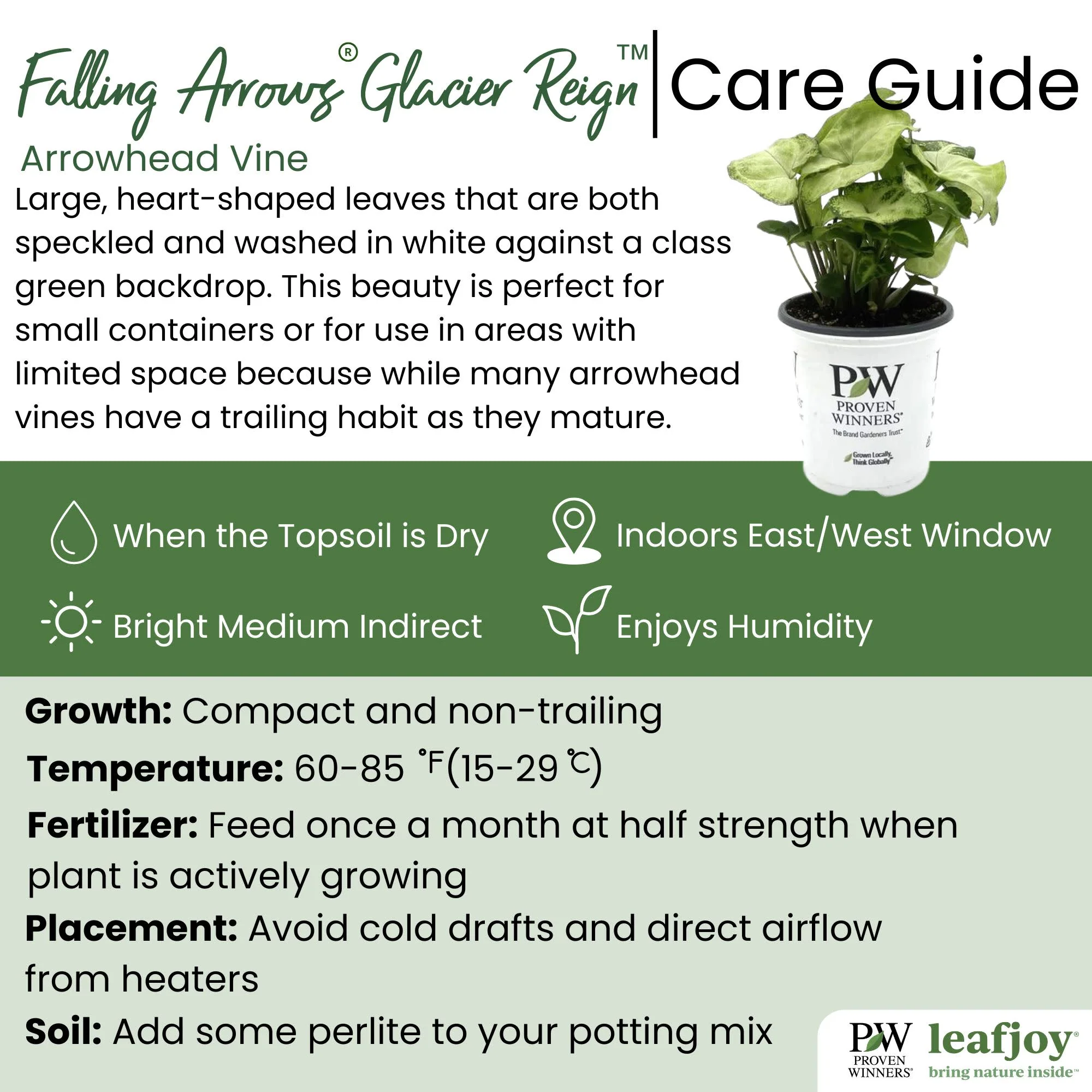 leafjoy littles™ Falling Arrows® Glacier Reign™ Arrowhead Vine (Syngonium podophyllum) - Image 6