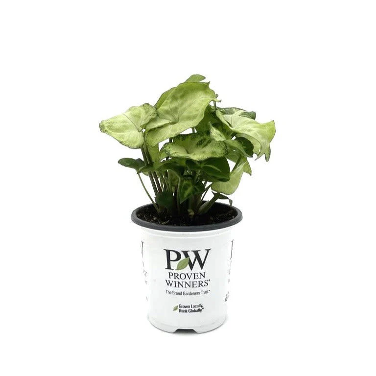 leafjoy littles™ Falling Arrows® Glacier Reign™ Arrowhead Vine (Syngonium podophyllum) - Image 7