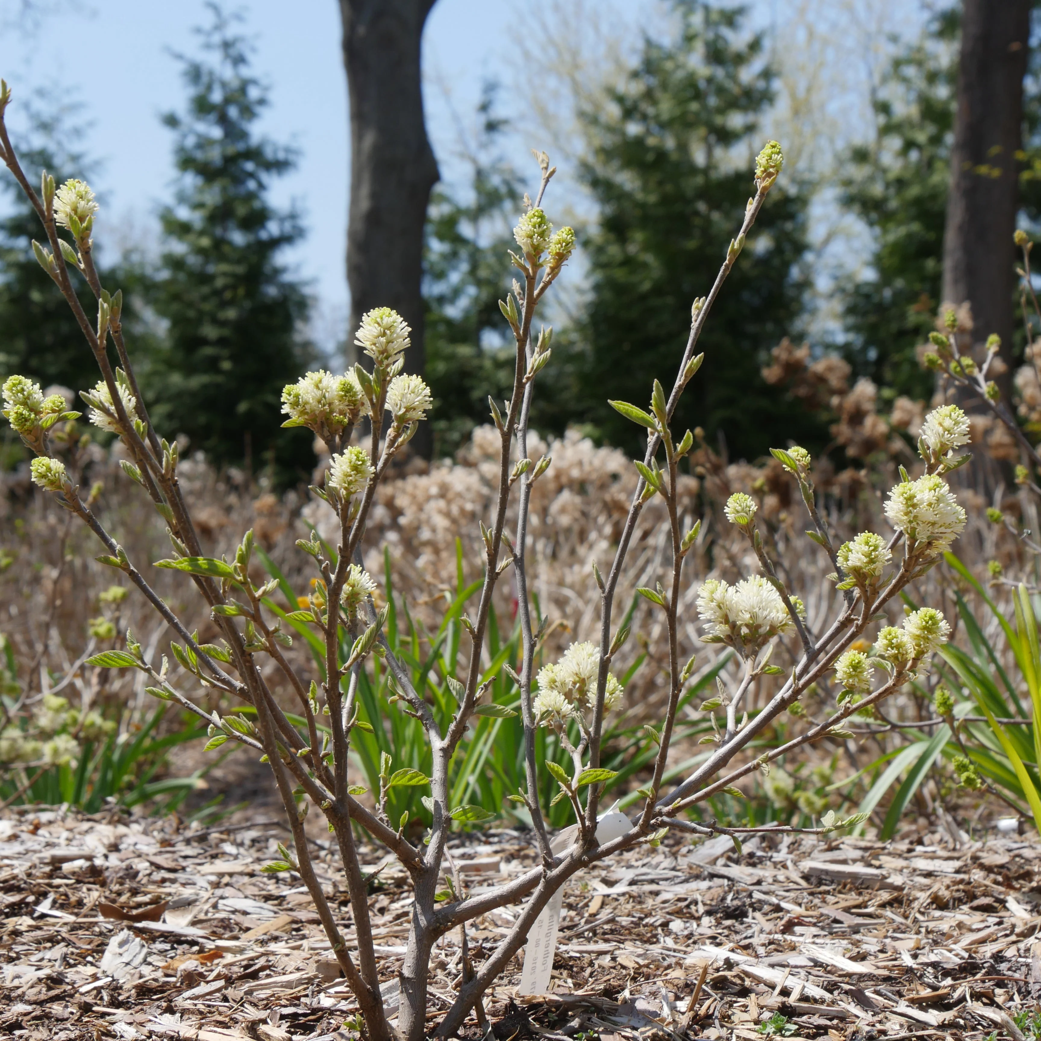 Legend Of The Fall® Bottlebrush (Fothergilla x intermedia) - Image 10