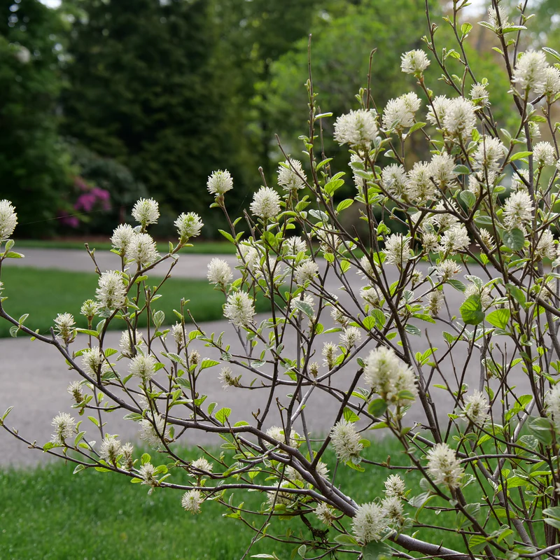 Legend Of The Small® Bottlebrush (Fothergilla x intermedia) - Image 12