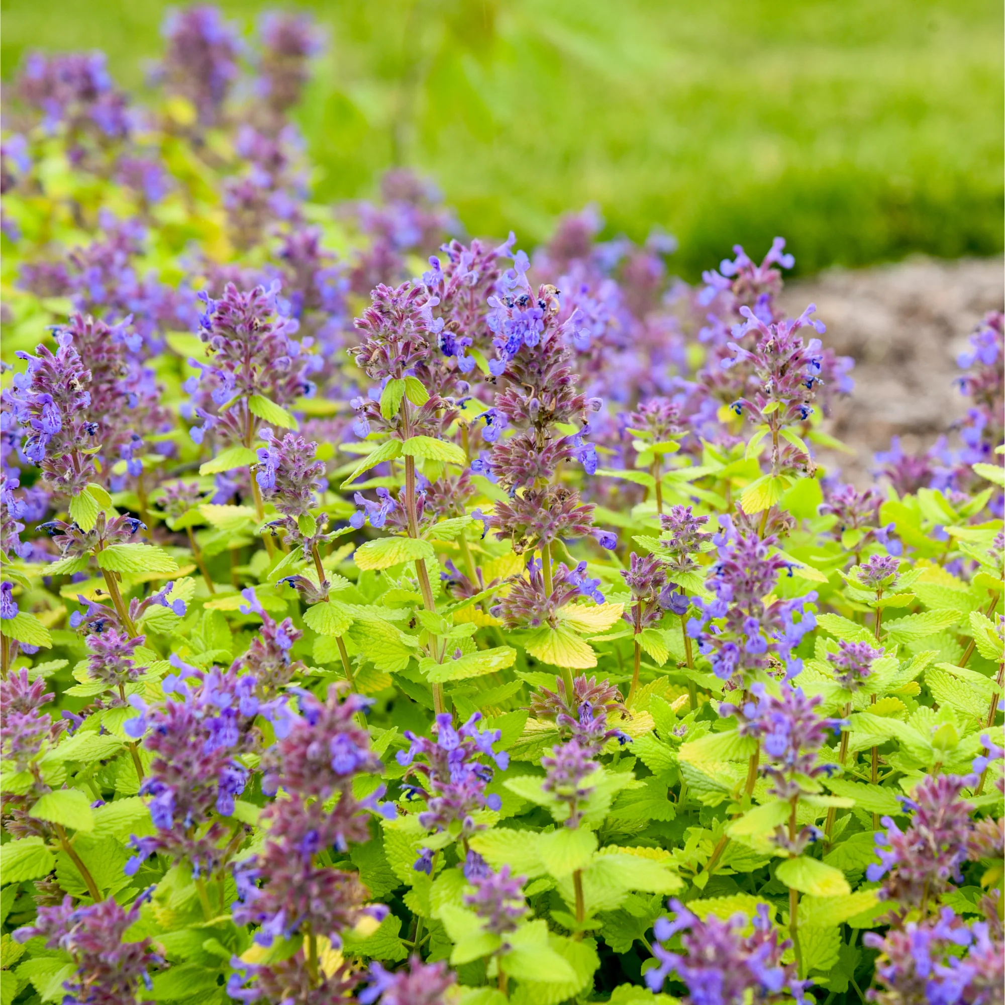 'Lemon Purrfection' Catmint (Nepeta hybrid) | Proven Winners® New Variety 2026 - Image 3