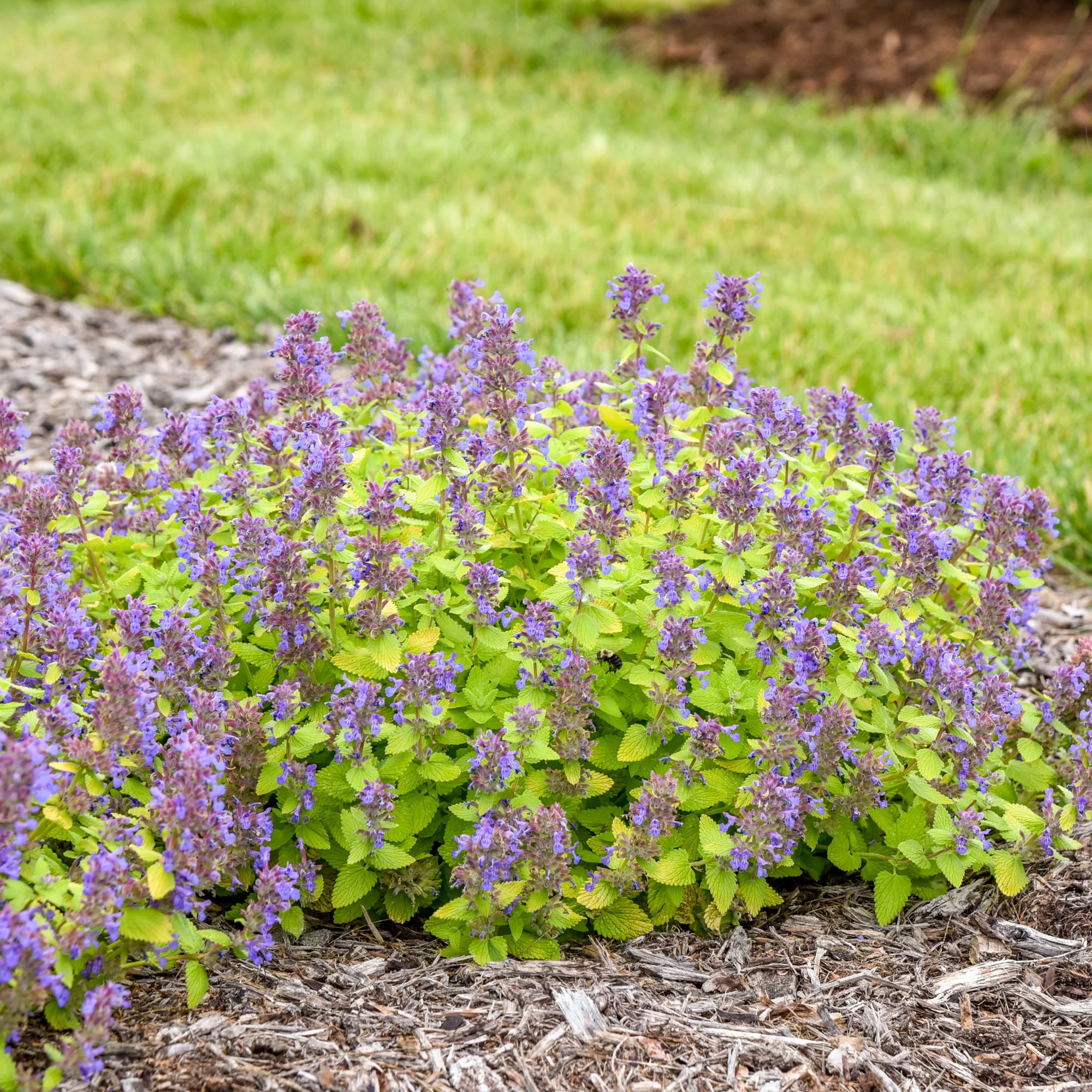 'Lemon Purrfection' Catmint (Nepeta hybrid) | Proven Winners® New Variety 2026 - Image 4