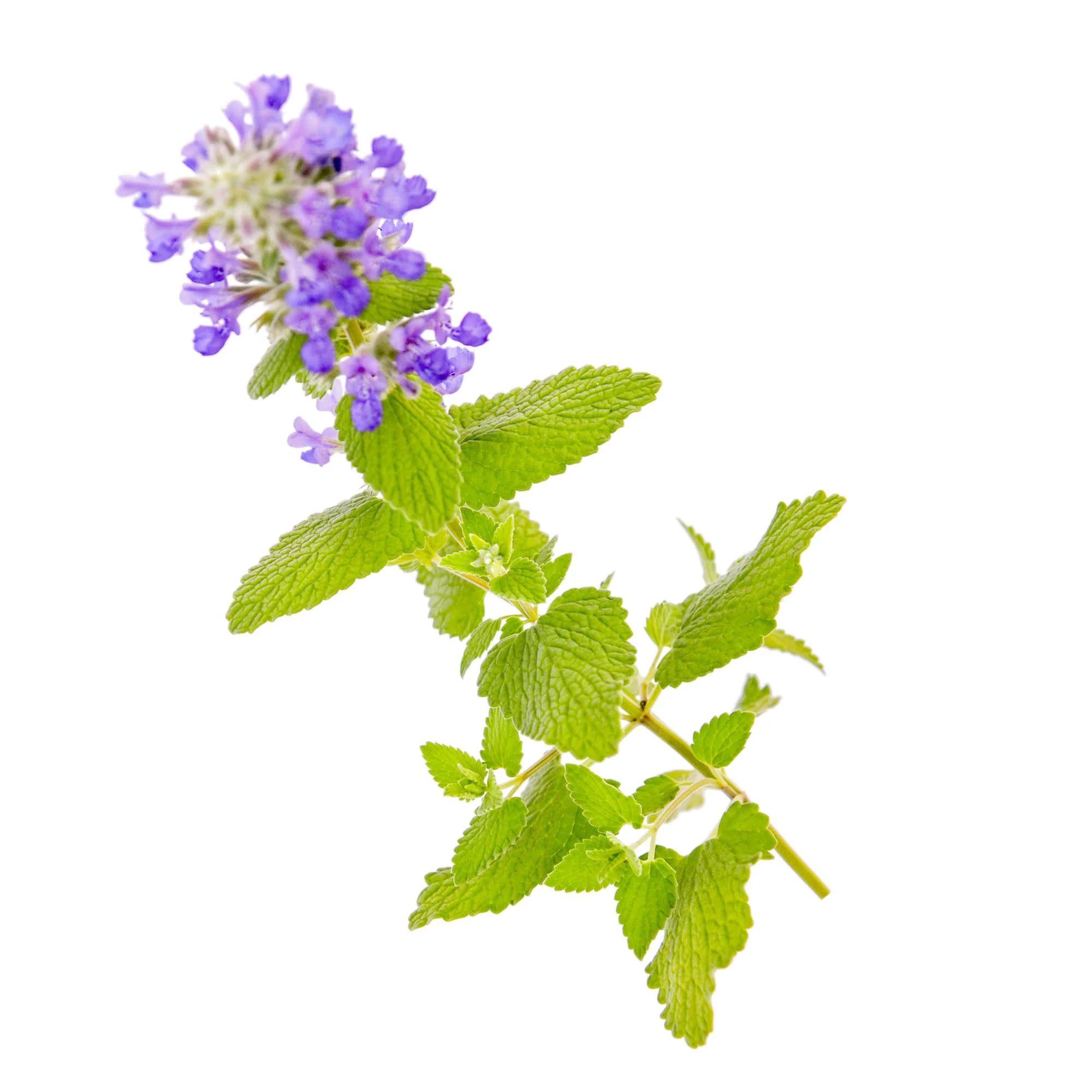 'Lemon Purrfection' Catmint (Nepeta hybrid) | Proven Winners® New Variety 2026 - Image 5