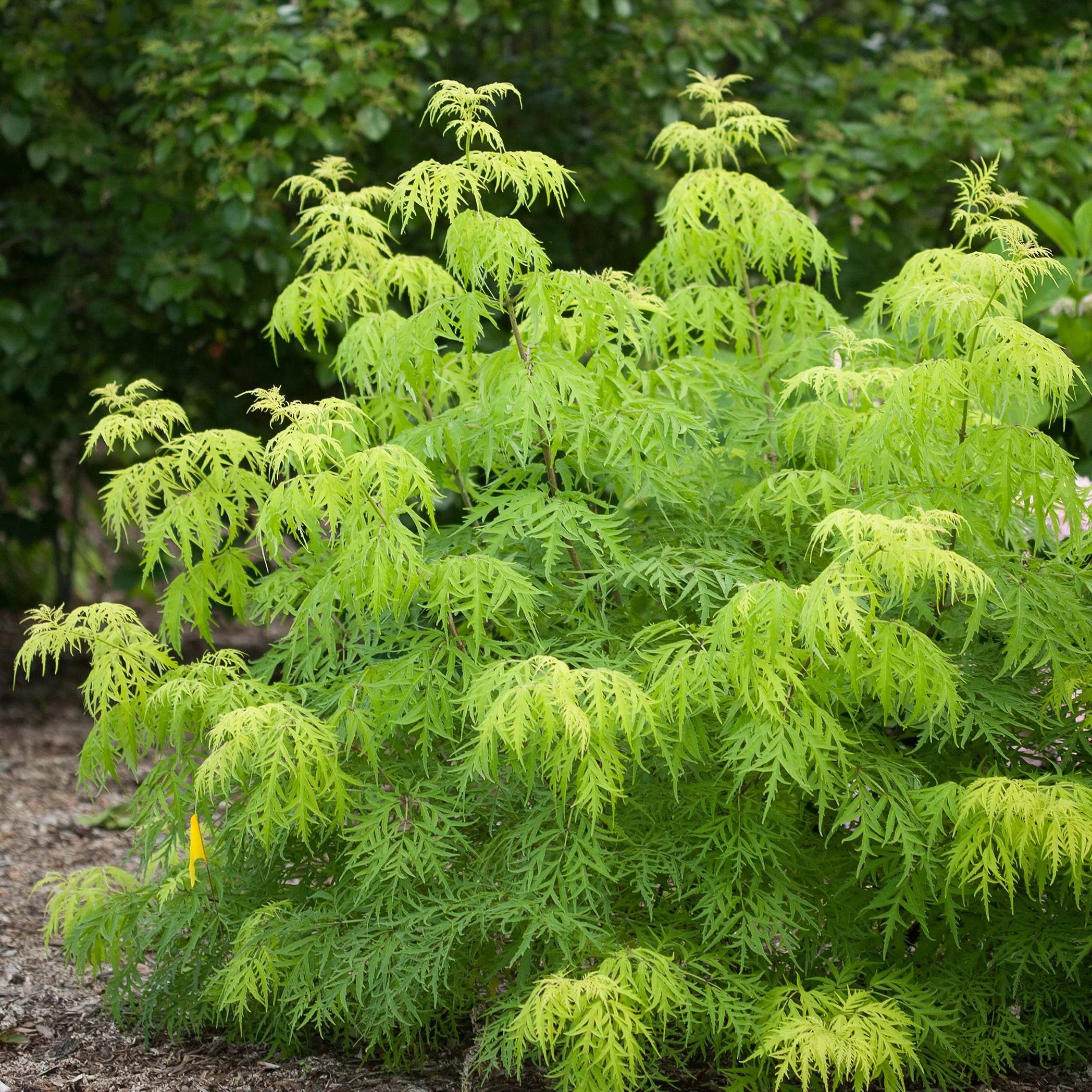 Lemony Lace® Elderberry (Sambucus racemosa) - Image 10