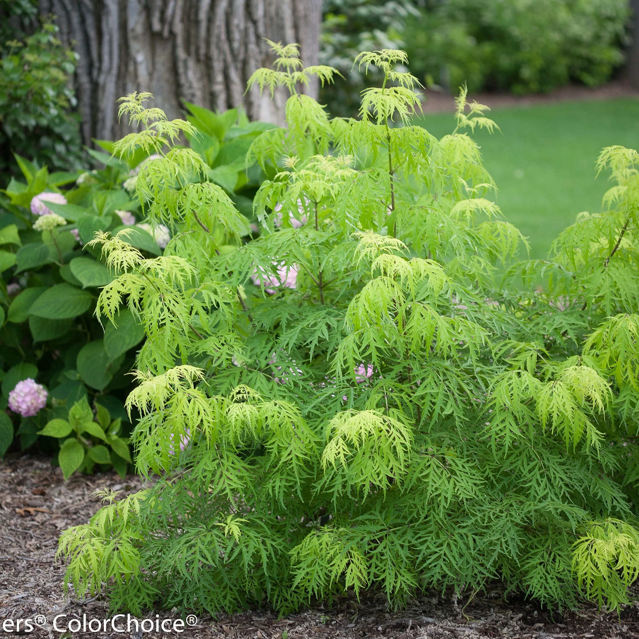 Lemony Lace® Elderberry (Sambucus racemosa) - Image 11