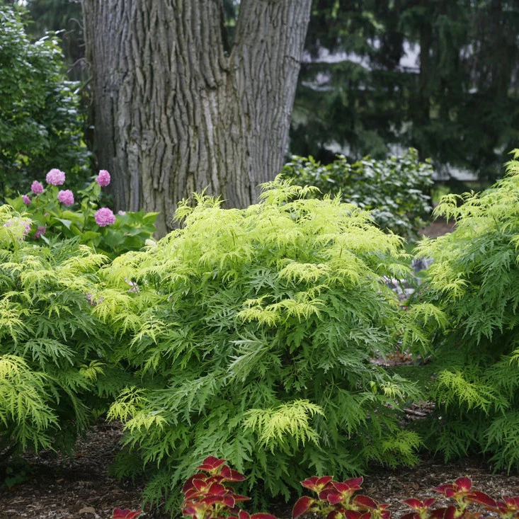 Lemony Lace® Elderberry (Sambucus racemosa) - Image 12