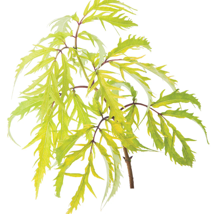 Lemony Lace® Elderberry (Sambucus racemosa) - Image 13