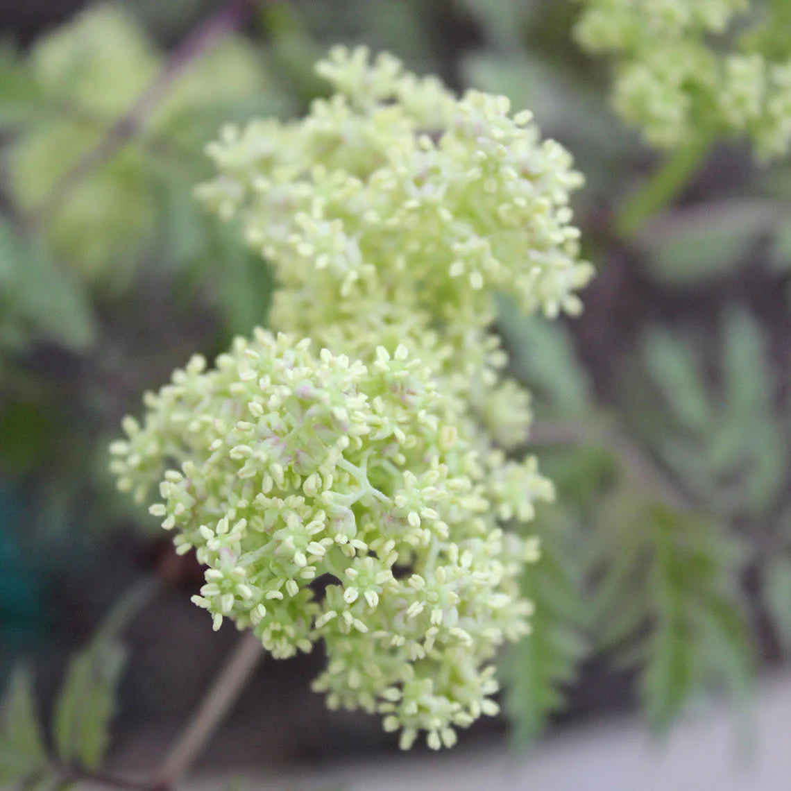 Lemony Lace® Elderberry (Sambucus racemosa) - Image 3