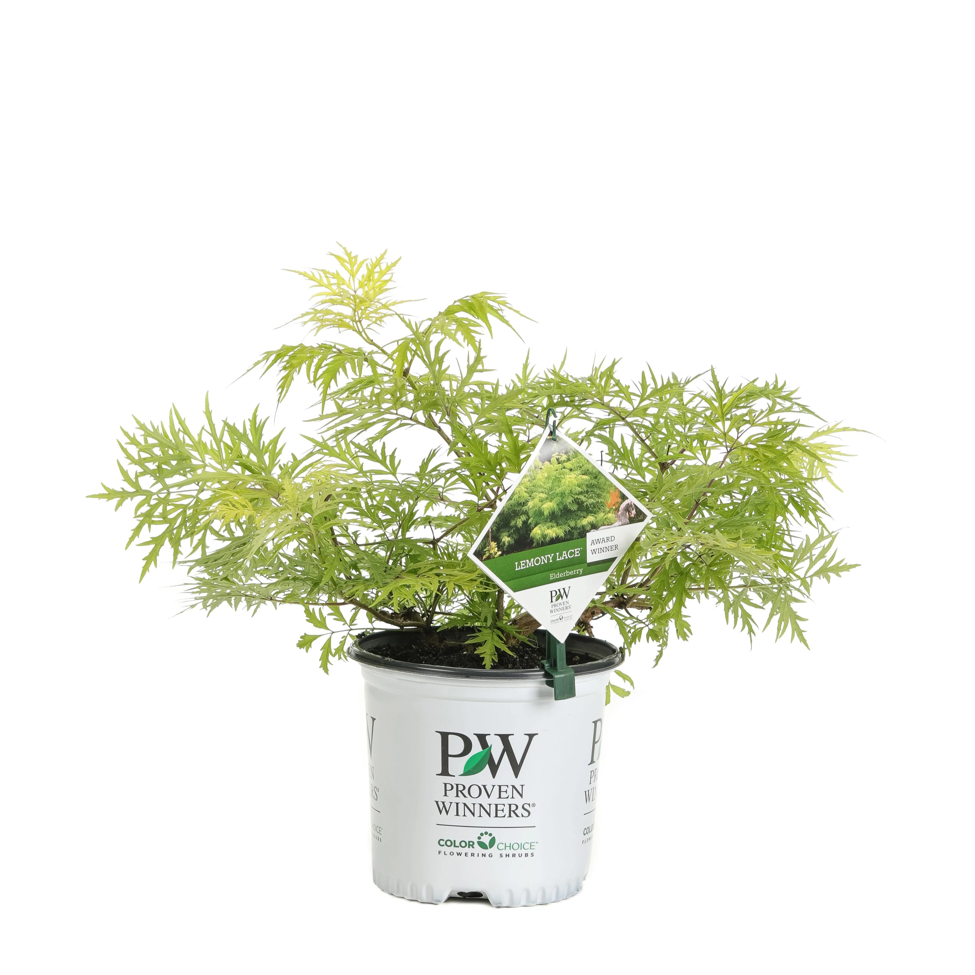 Lemony Lace® Elderberry (Sambucus racemosa) - Image 6