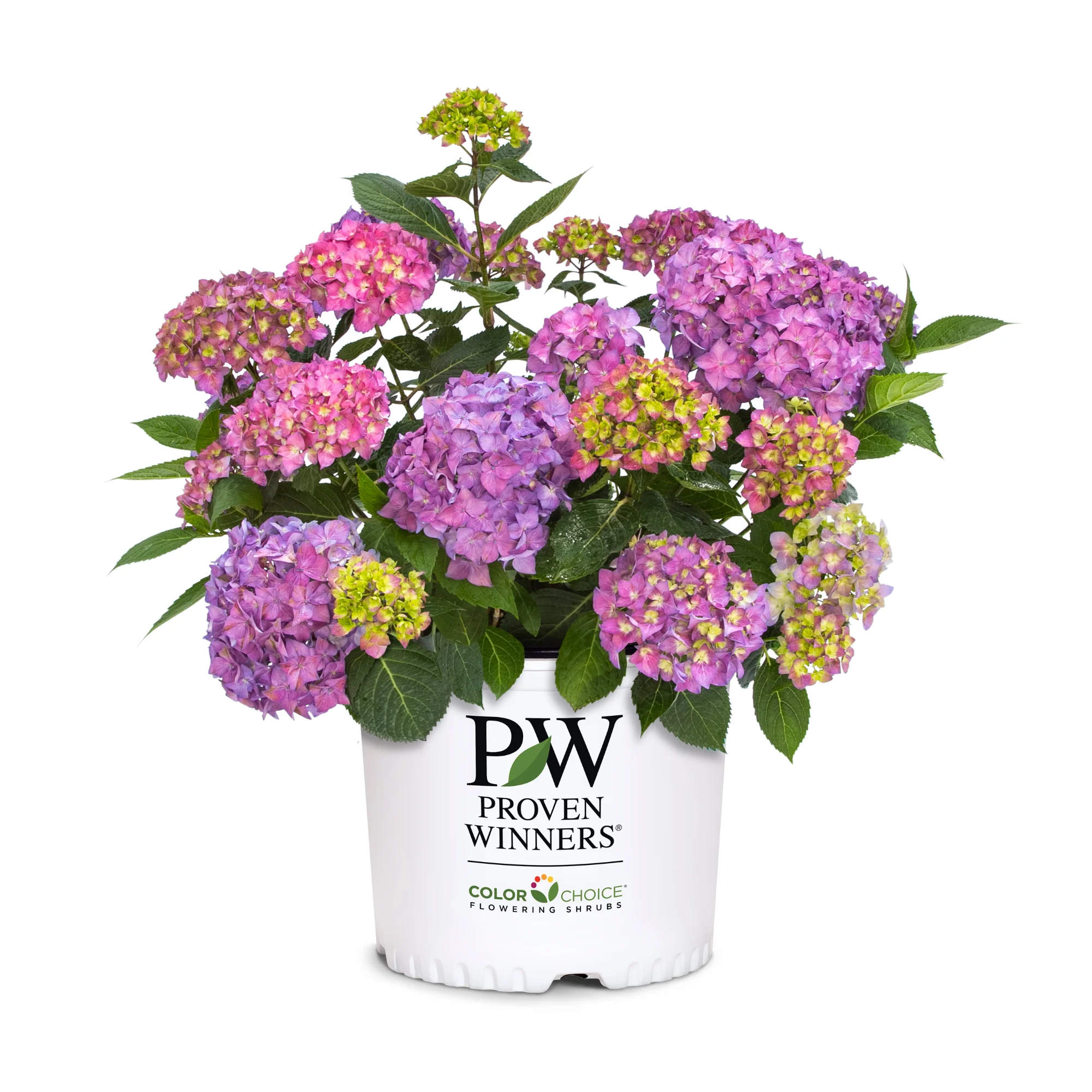 Let's Dance ¡Arriba!® Reblooming Hydrangea - Image 2