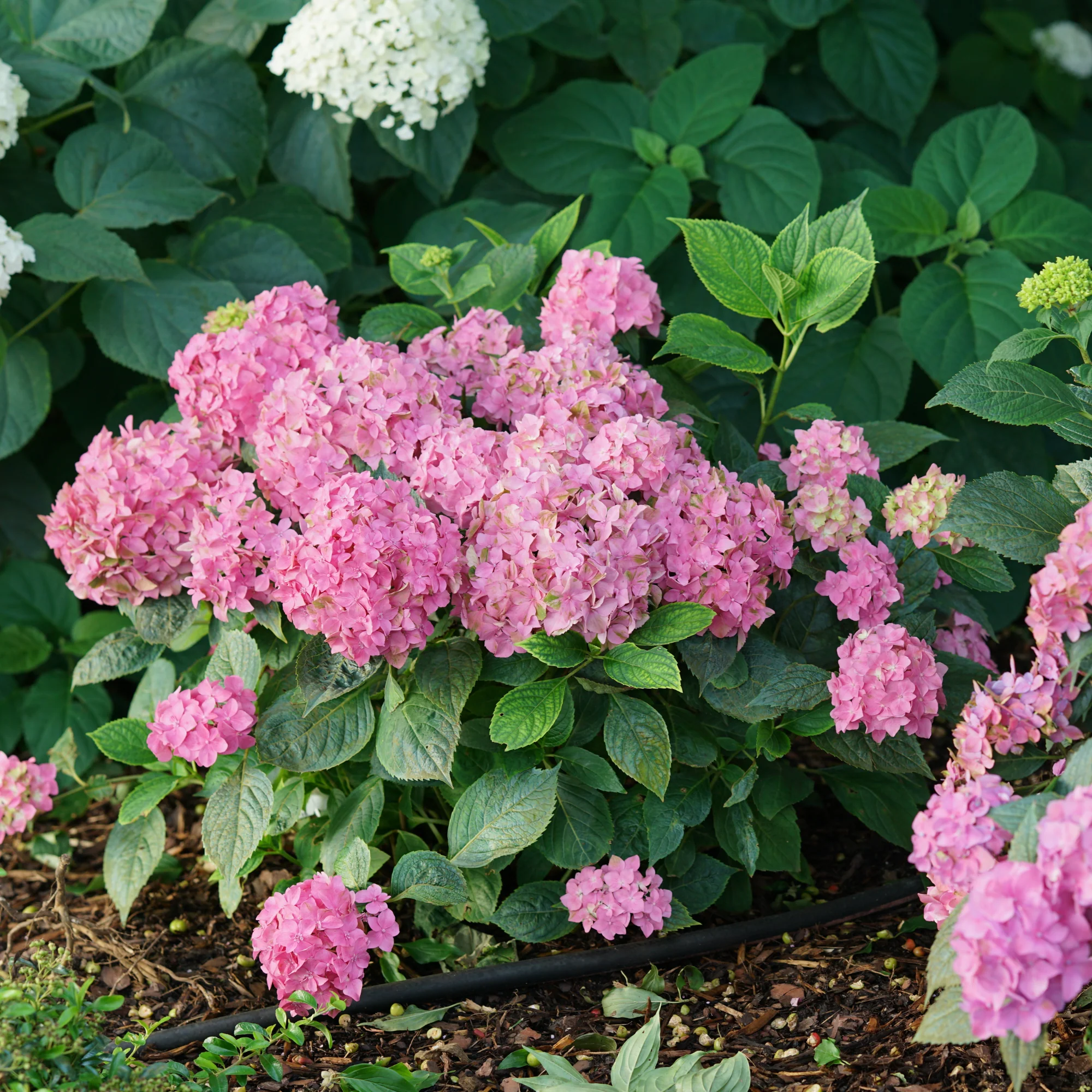 Let's Dance ¡Arriba!® Reblooming Hydrangea - Image 5